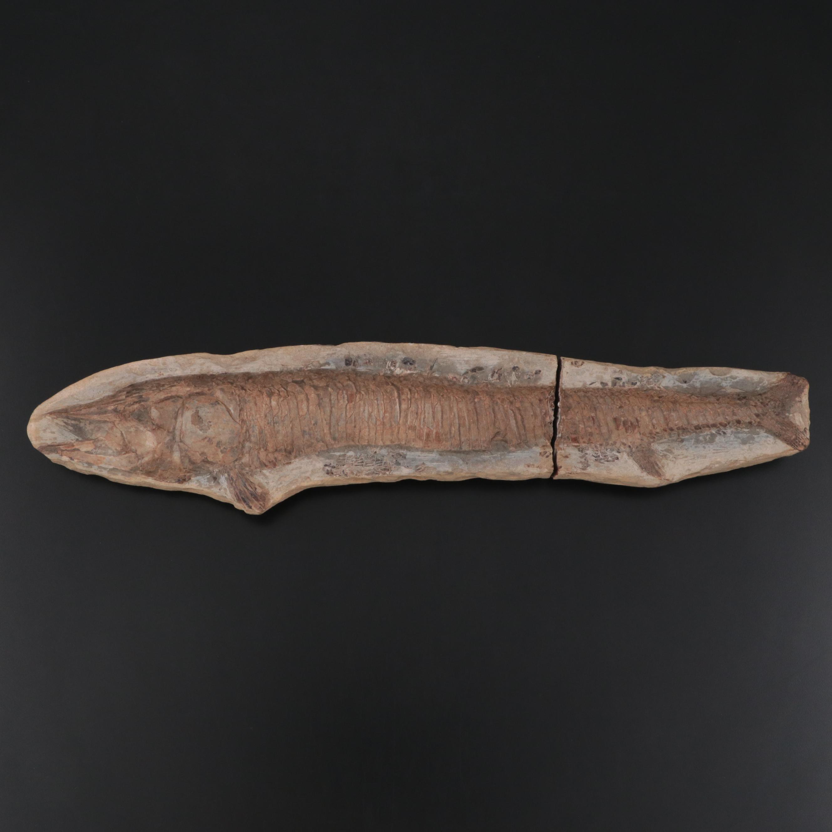 Limestone Fossil Fish Specimen