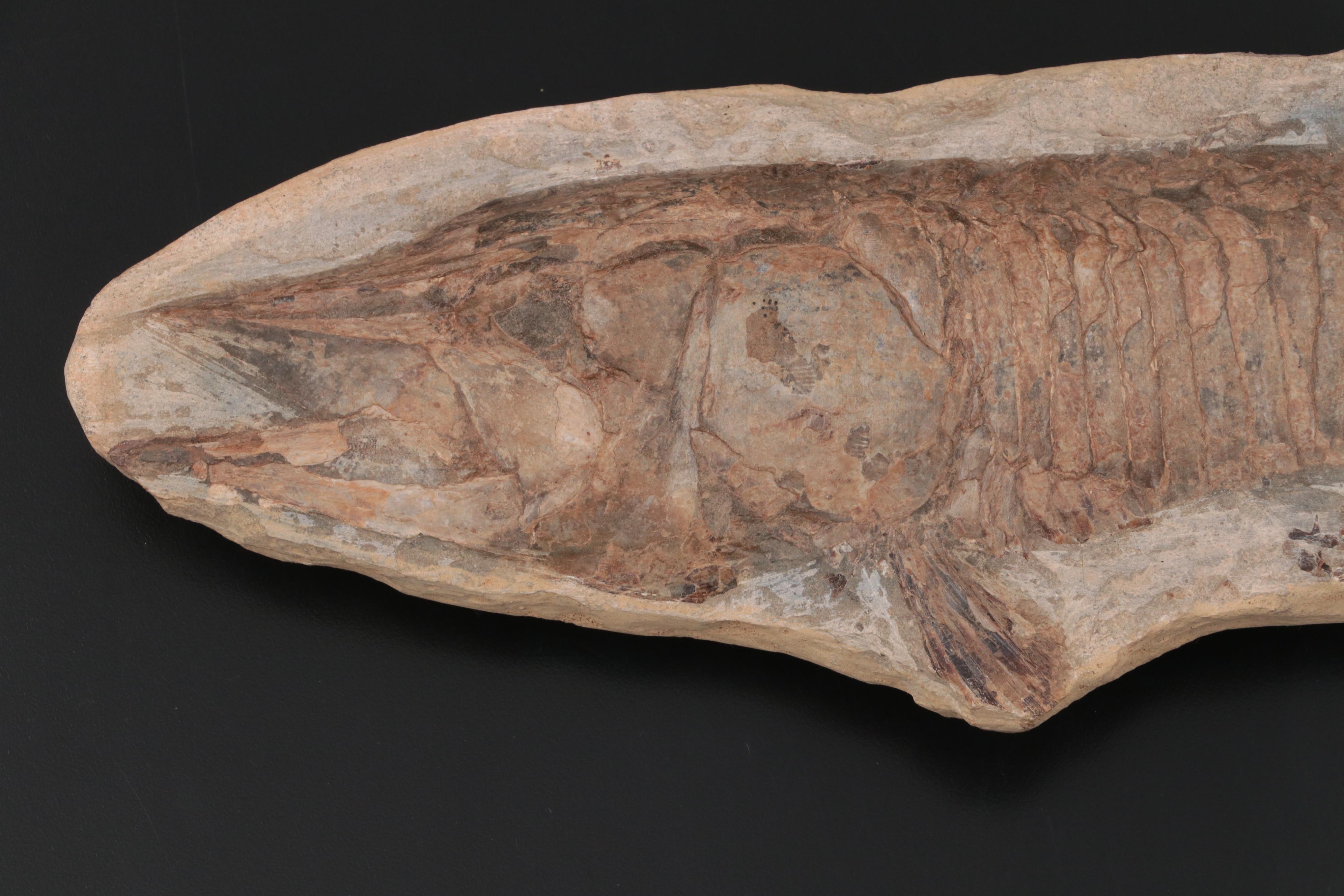 Limestone Fossil Fish Specimen