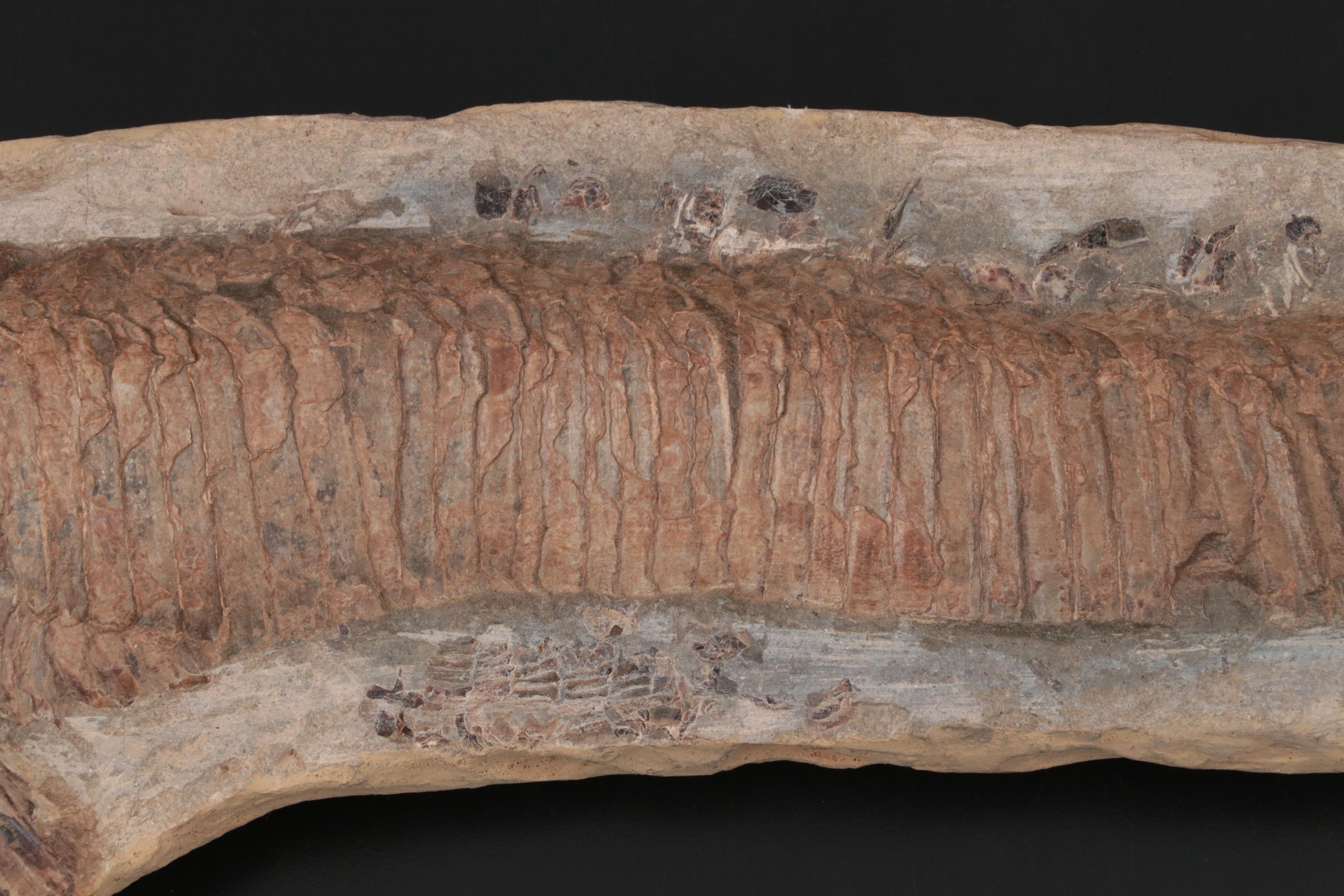 Limestone Fossil Fish Specimen