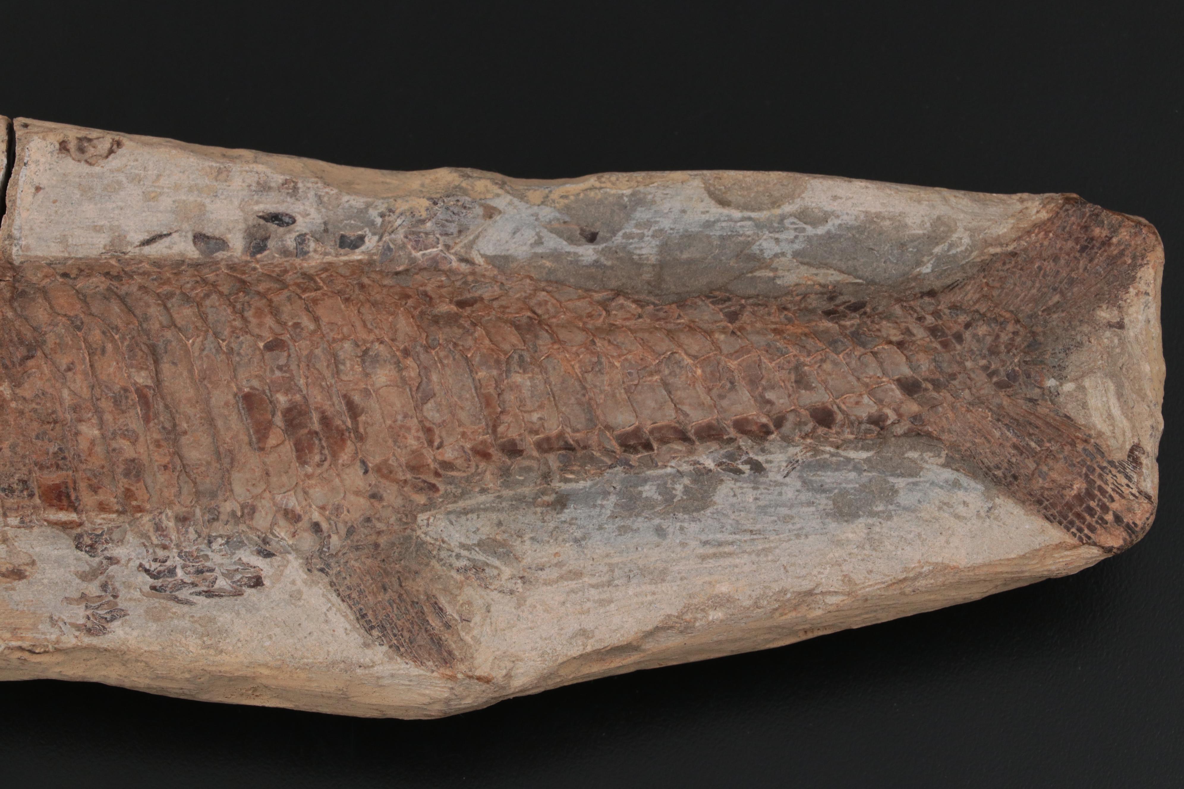 Limestone Fossil Fish Specimen