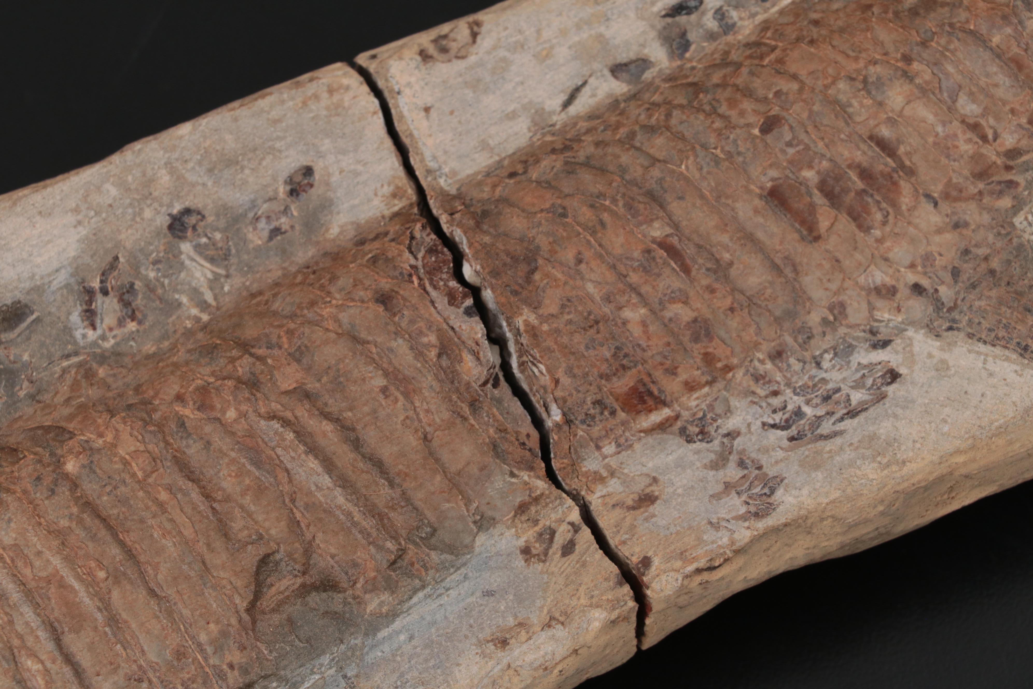 Limestone Fossil Fish Specimen