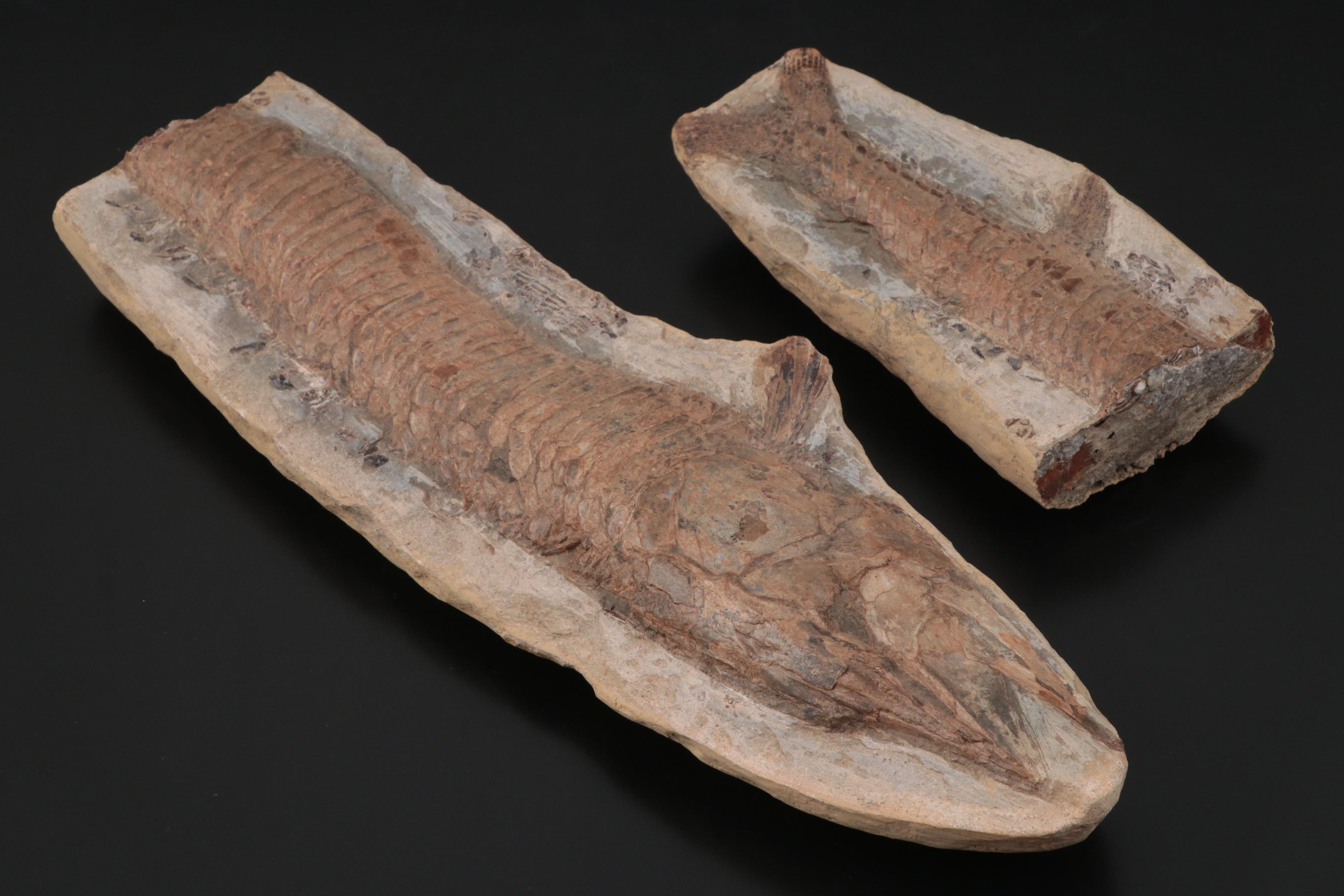 Limestone Fossil Fish Specimen