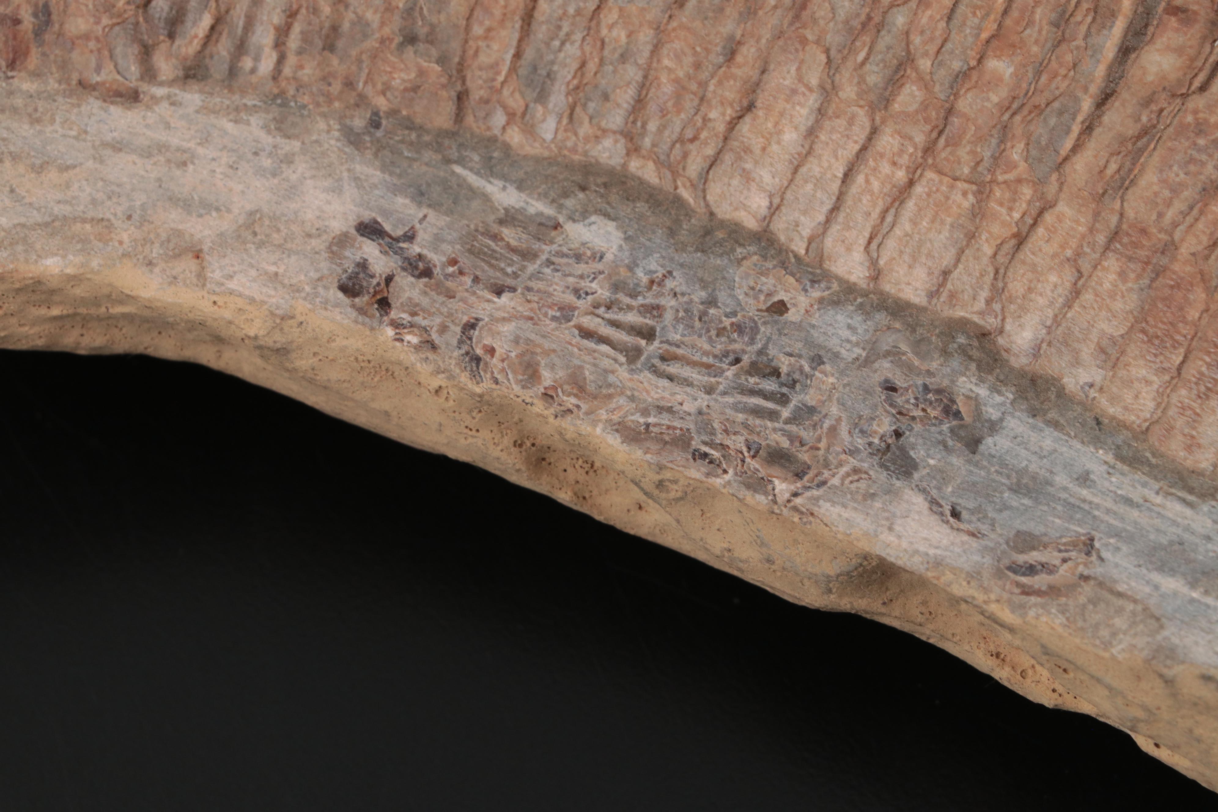 Limestone Fossil Fish Specimen