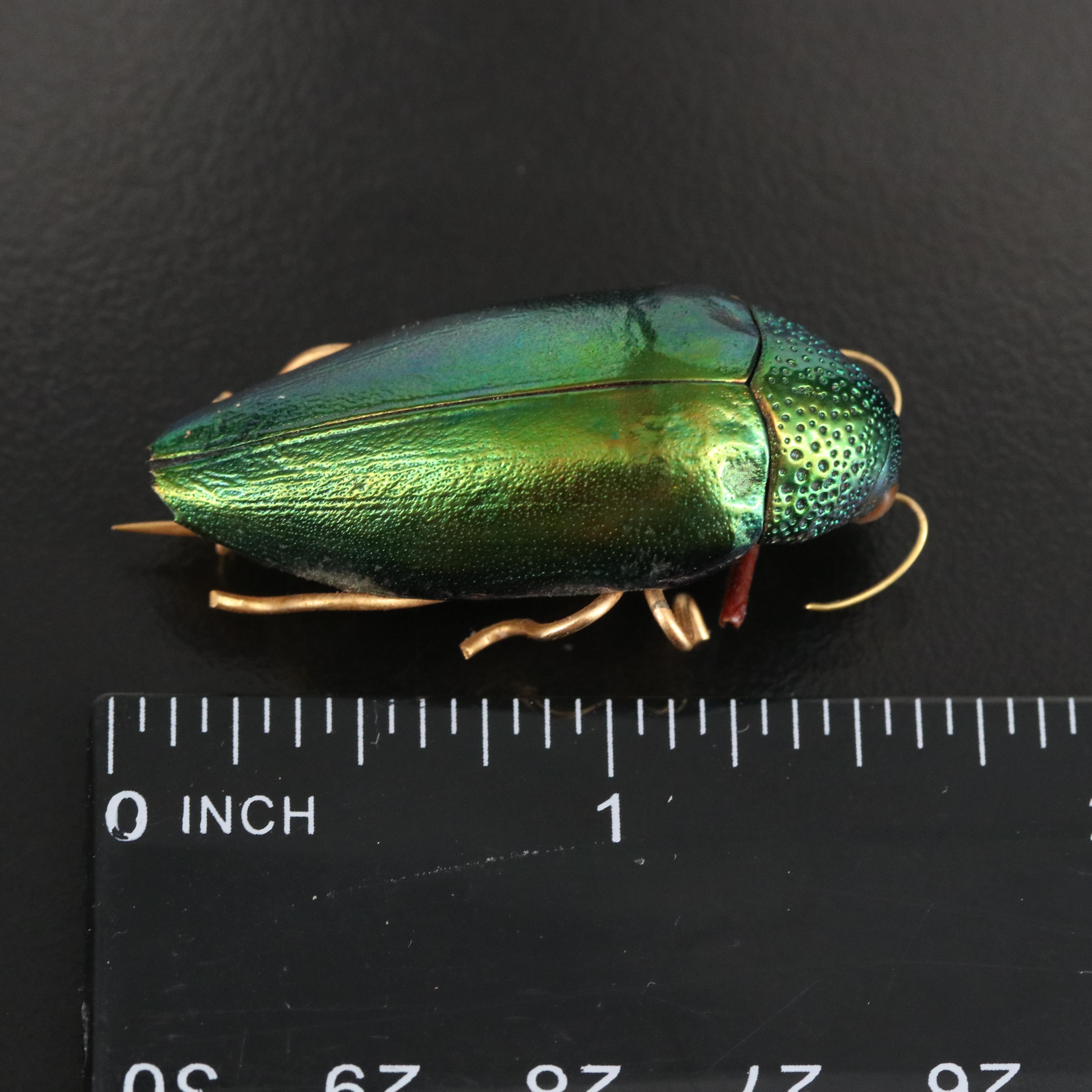 Beetle Pin