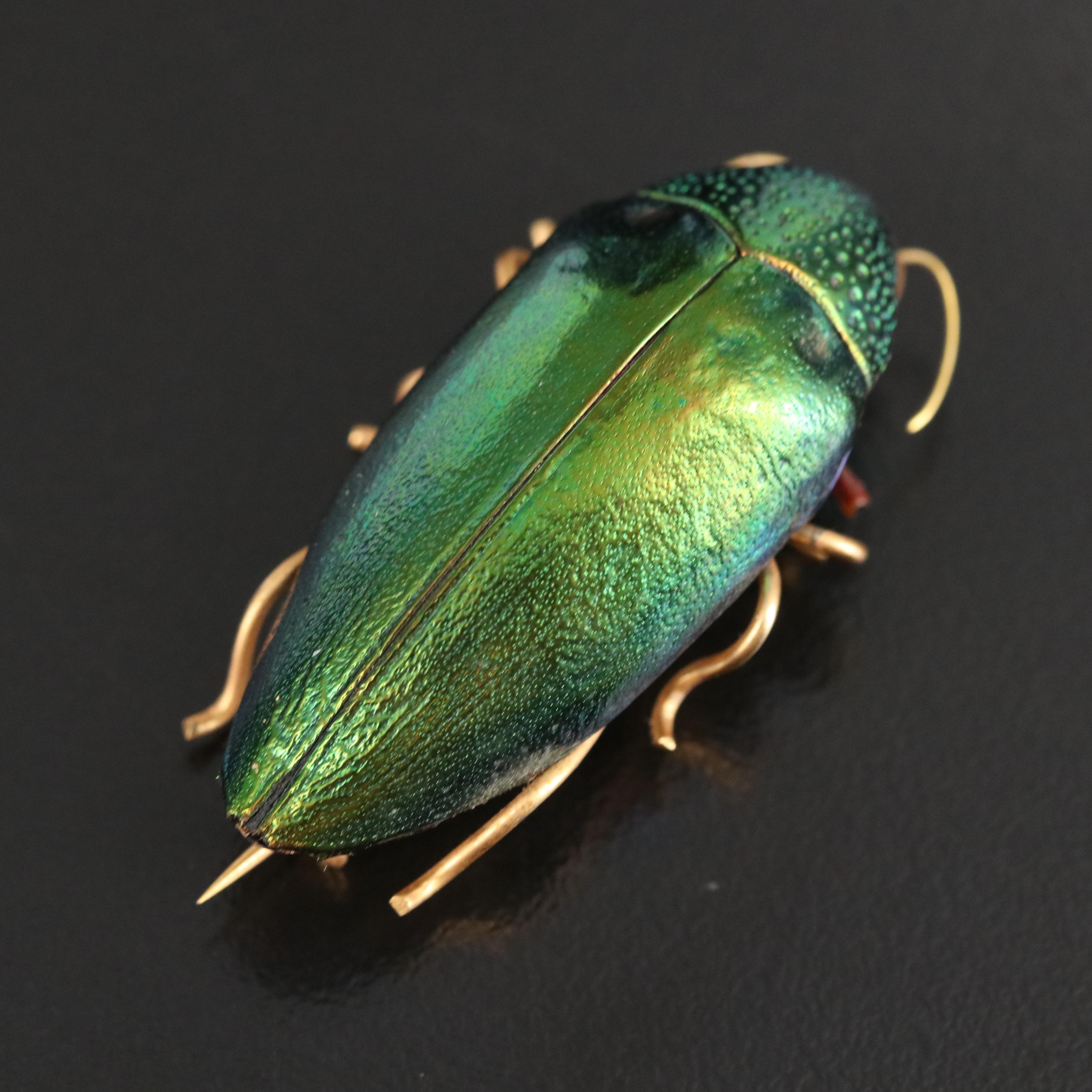 Beetle Pin