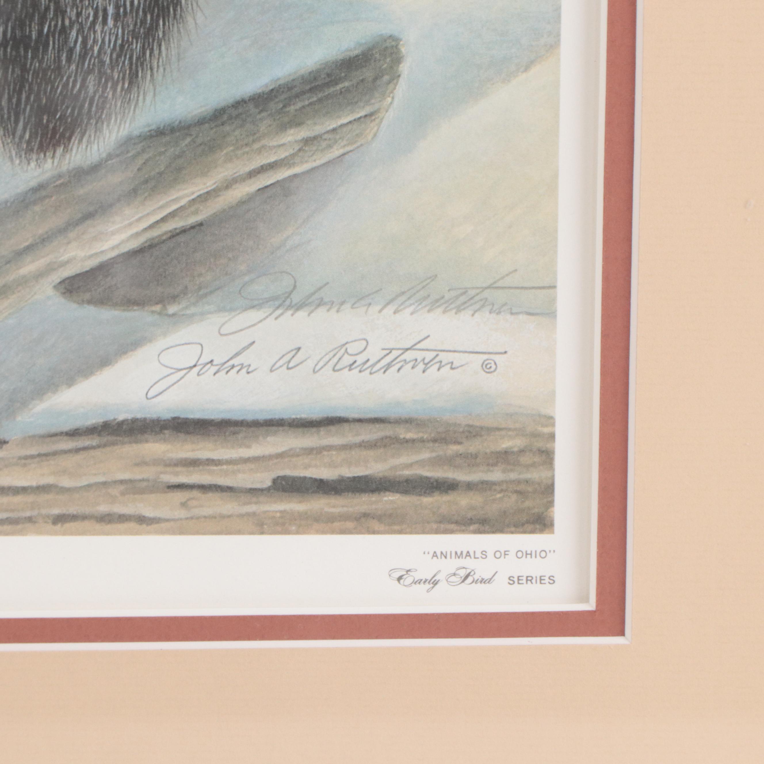 John A. Ruthven Offset Lithograph "Raccoon"