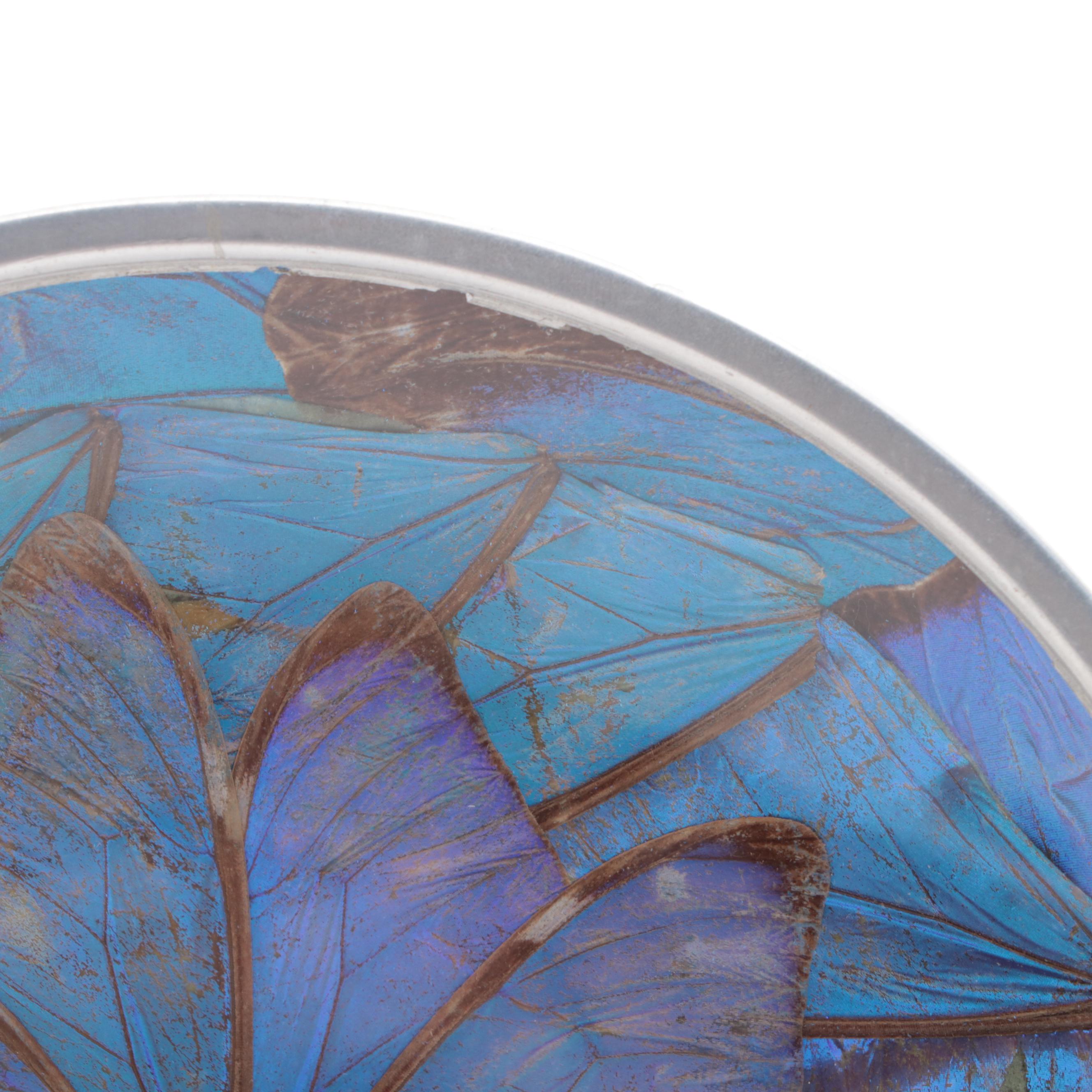 Blue Morpho Butterfly Wing Dish