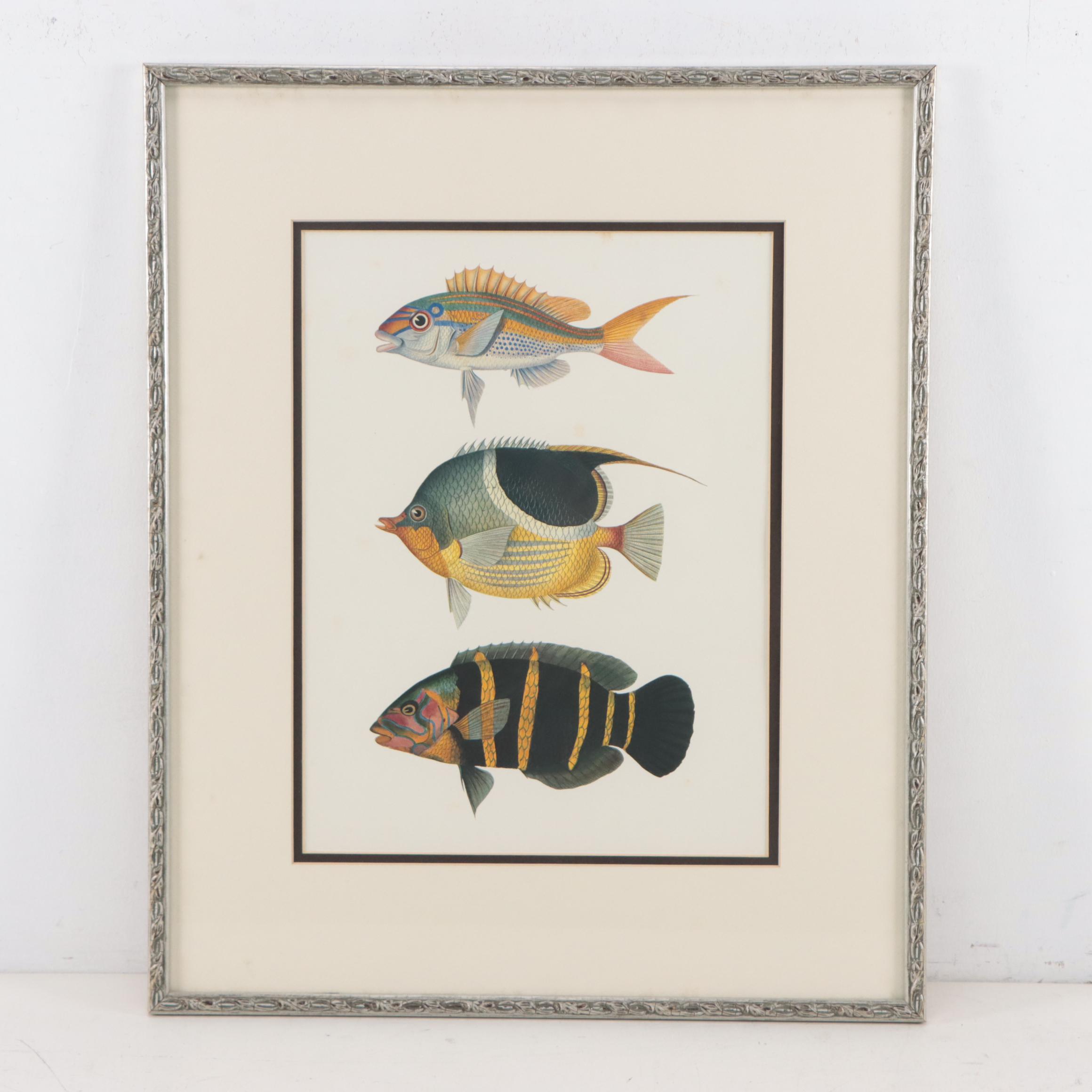 Pair of Offset Lithographs of Fish