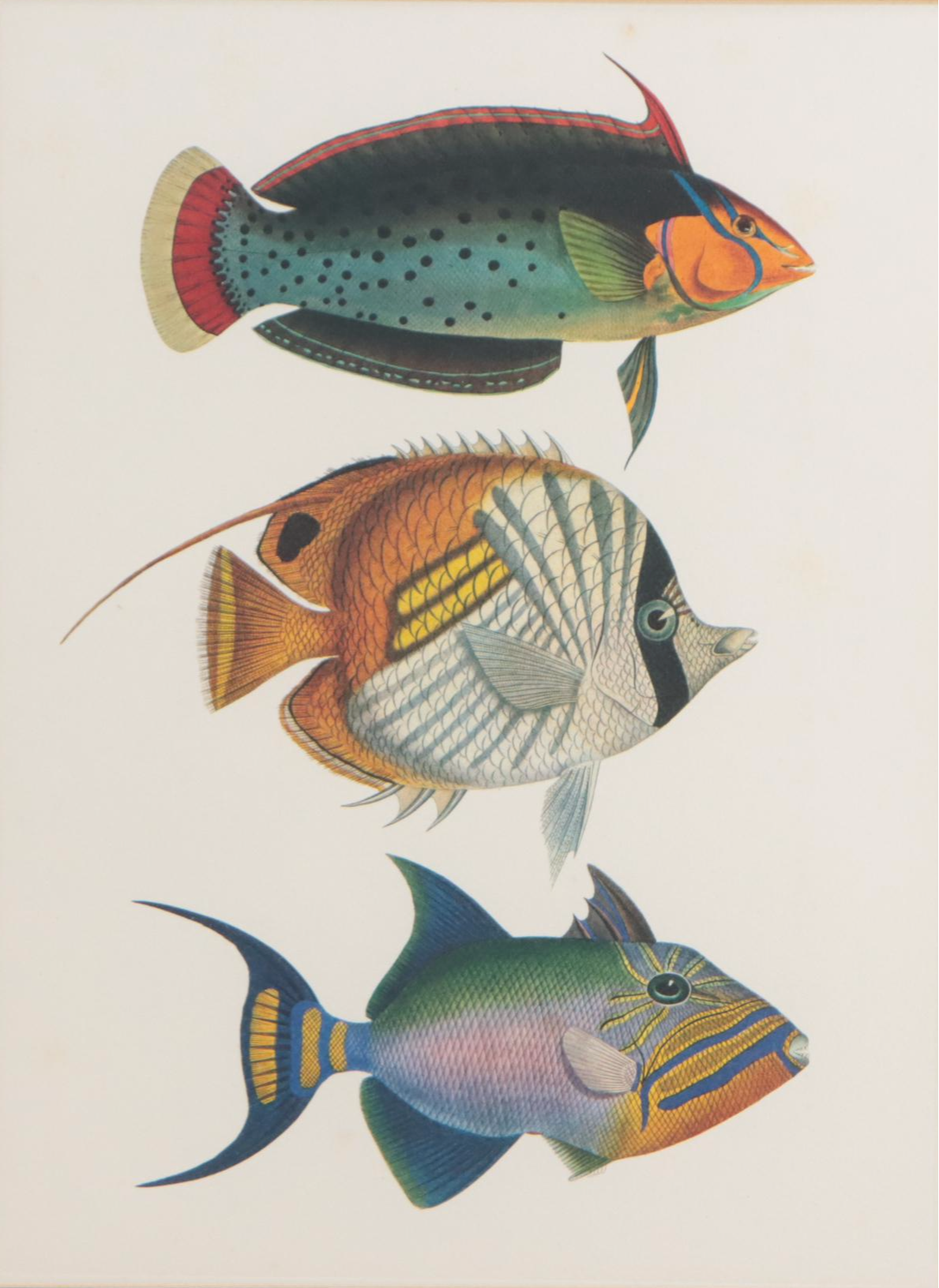 Pair of Offset Lithographs of Fish