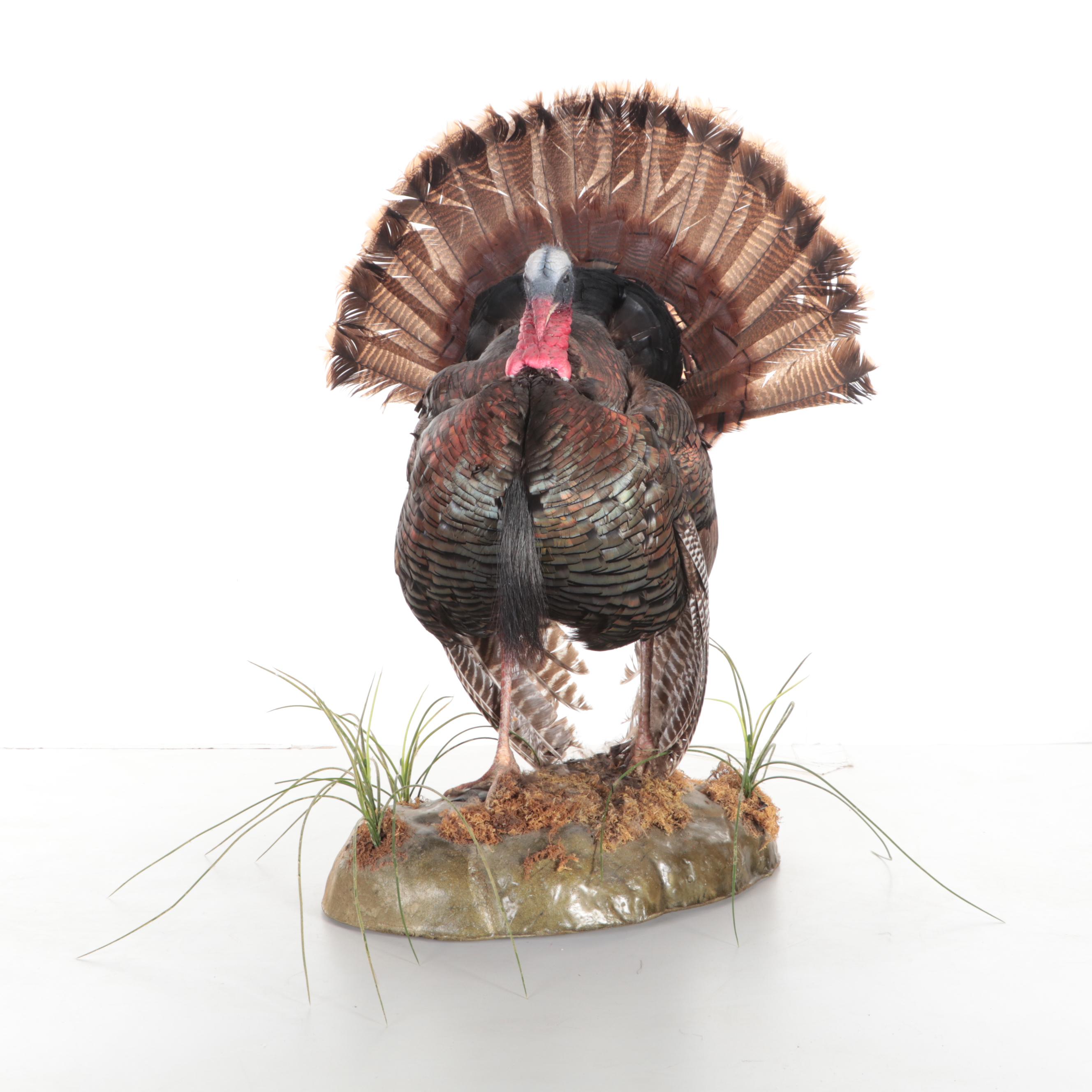 Taxidermy Wild Turkey Tom Full Body Display on Base