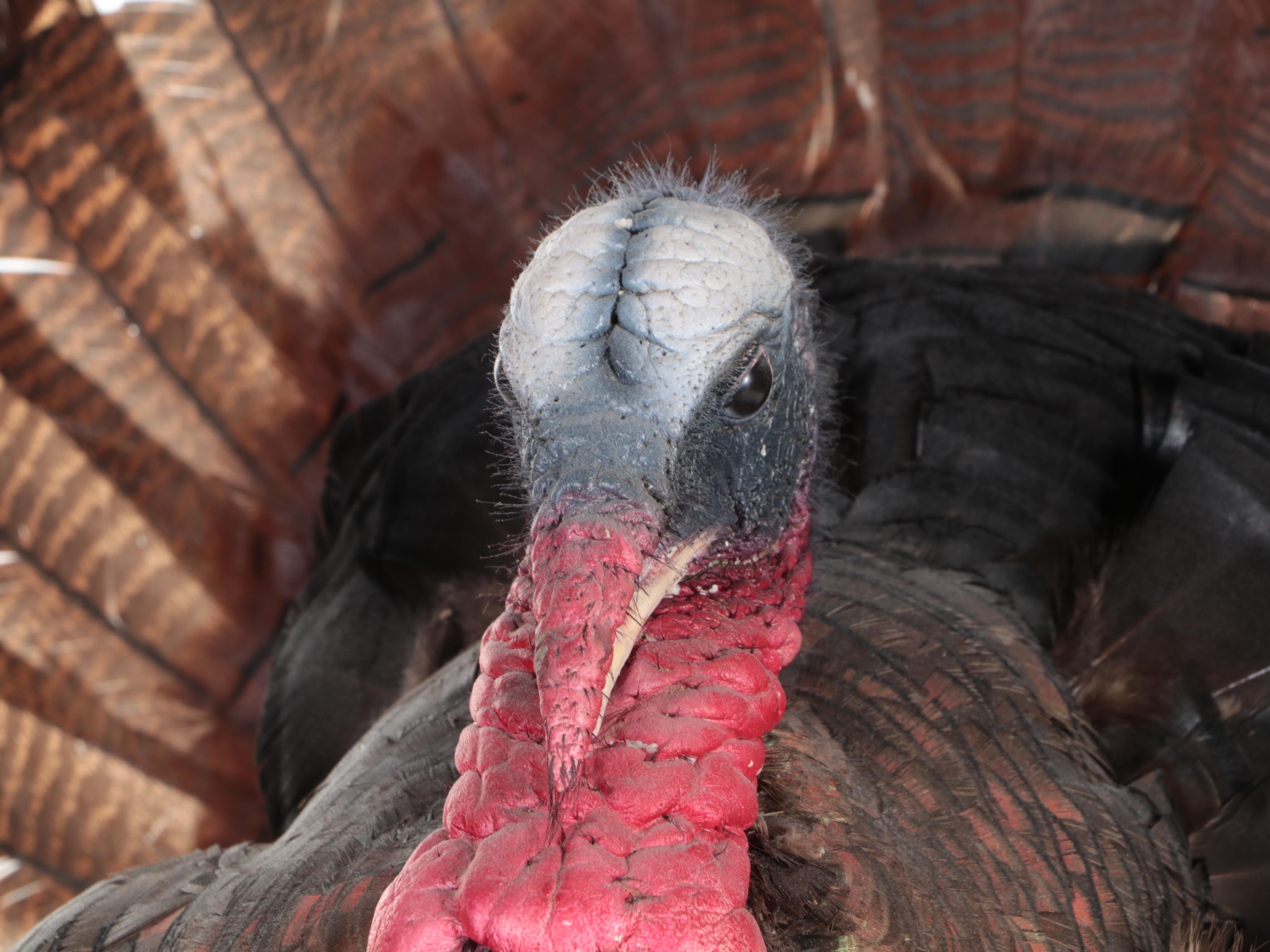 Taxidermy Wild Turkey Tom Full Body Display on Base