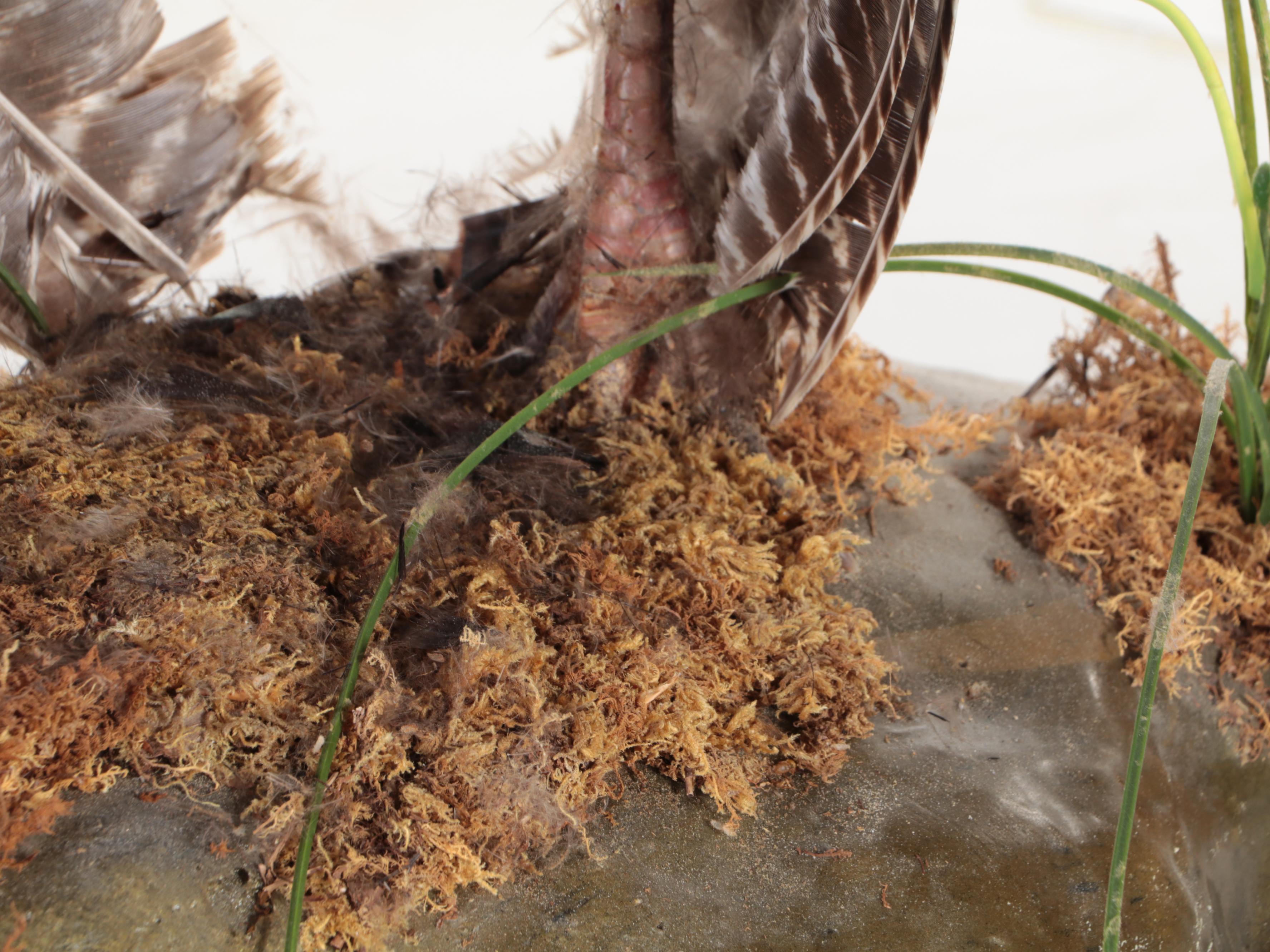 Taxidermy Wild Turkey Tom Full Body Display on Base