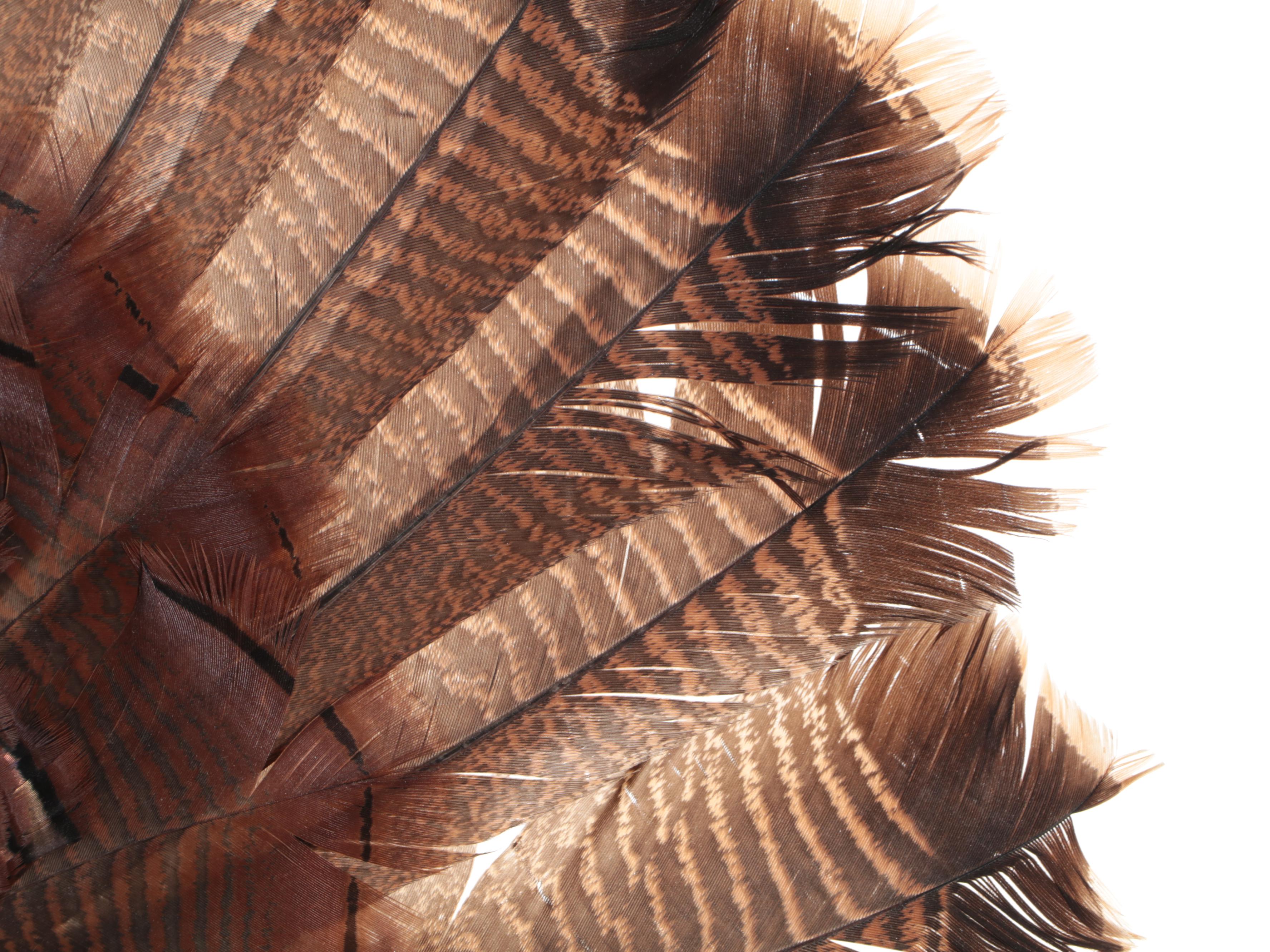 Taxidermy Wild Turkey Tom Full Body Display on Base