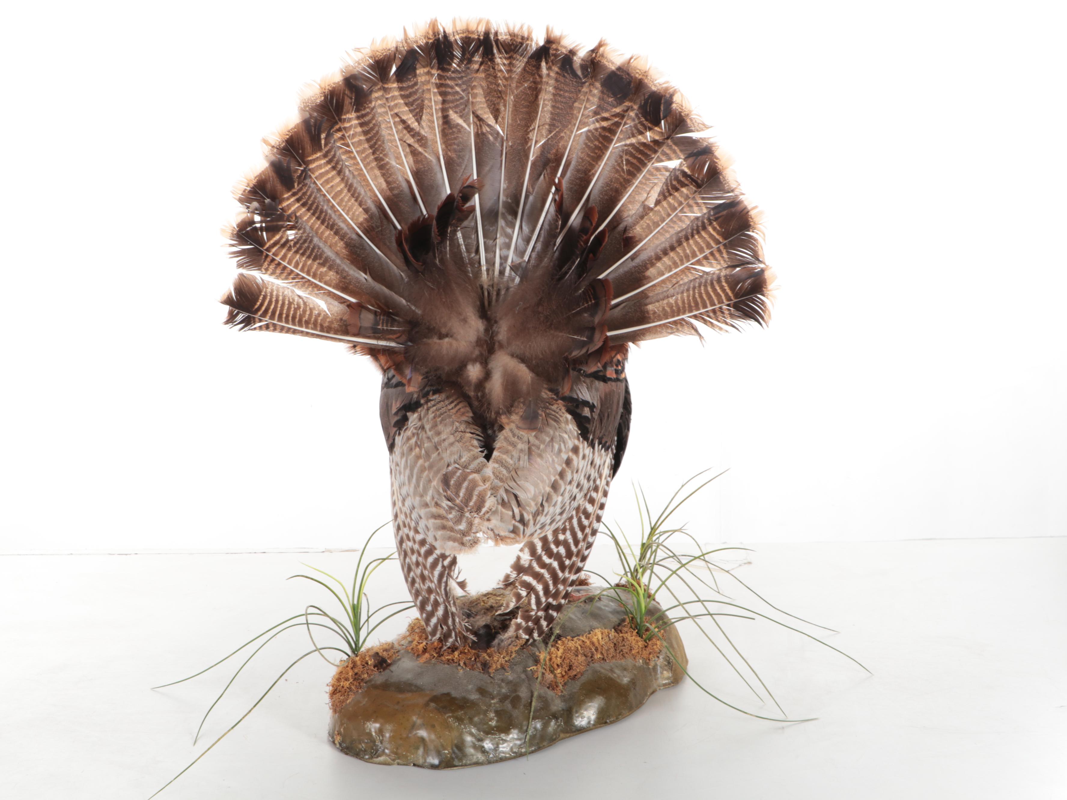 Taxidermy Wild Turkey Tom Full Body Display on Base