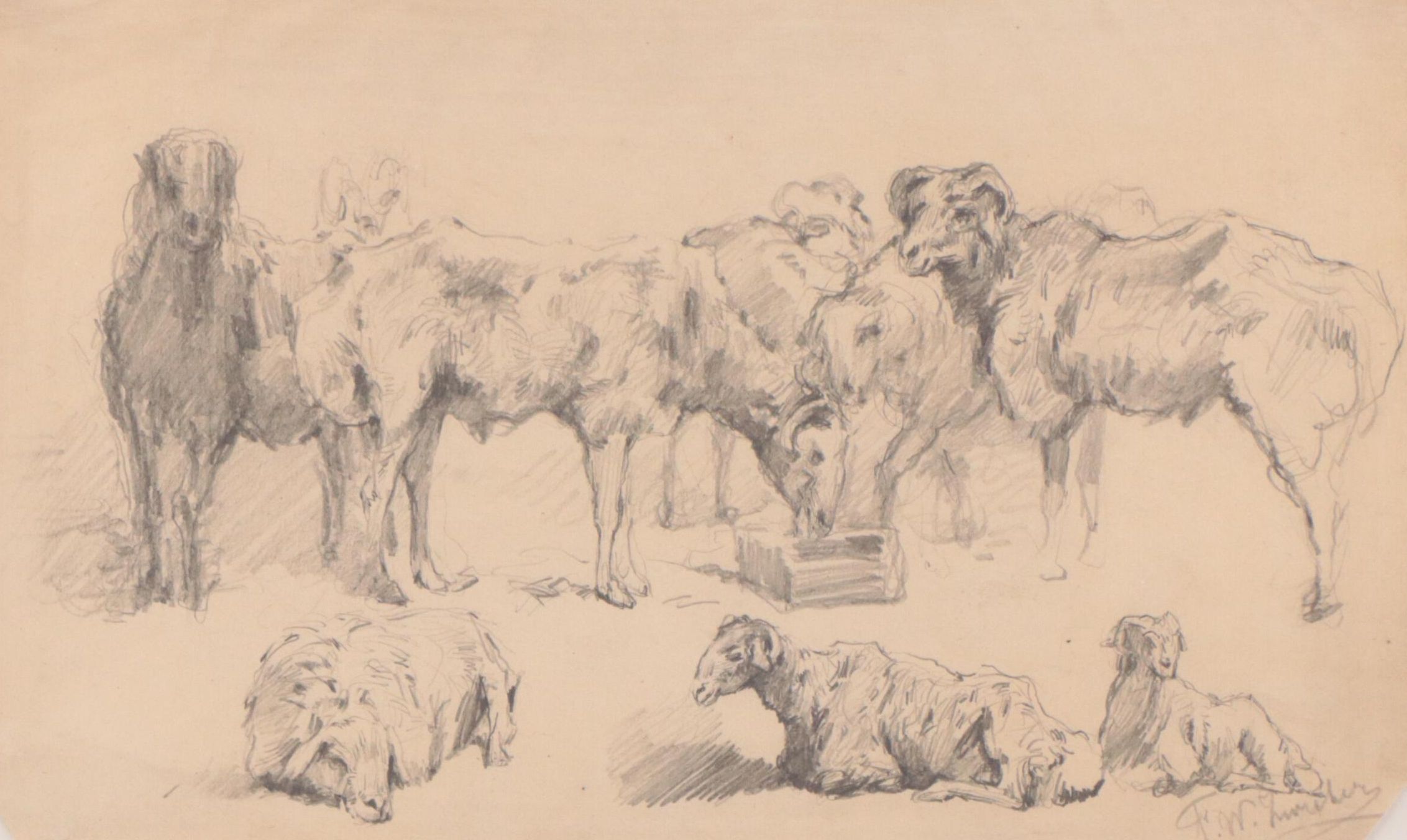 Frederik Willem Zurcher Graphite Study of Sheep, Late 19th Century