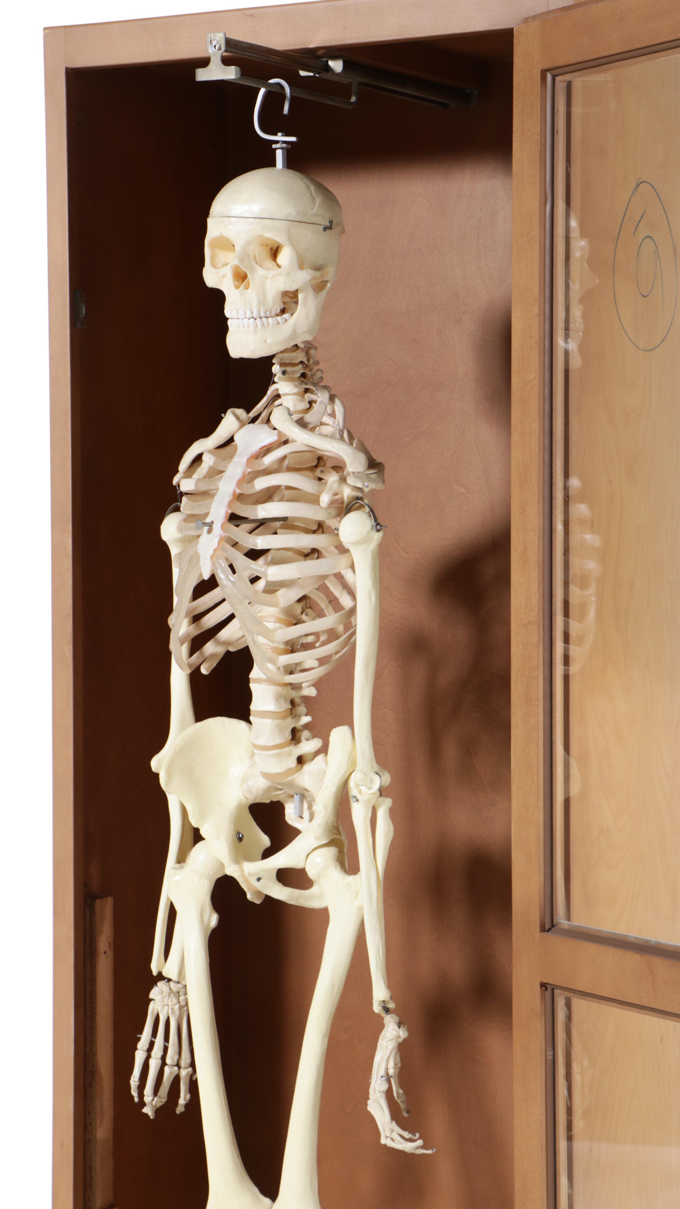Human Skeleton Model with Cabinet
