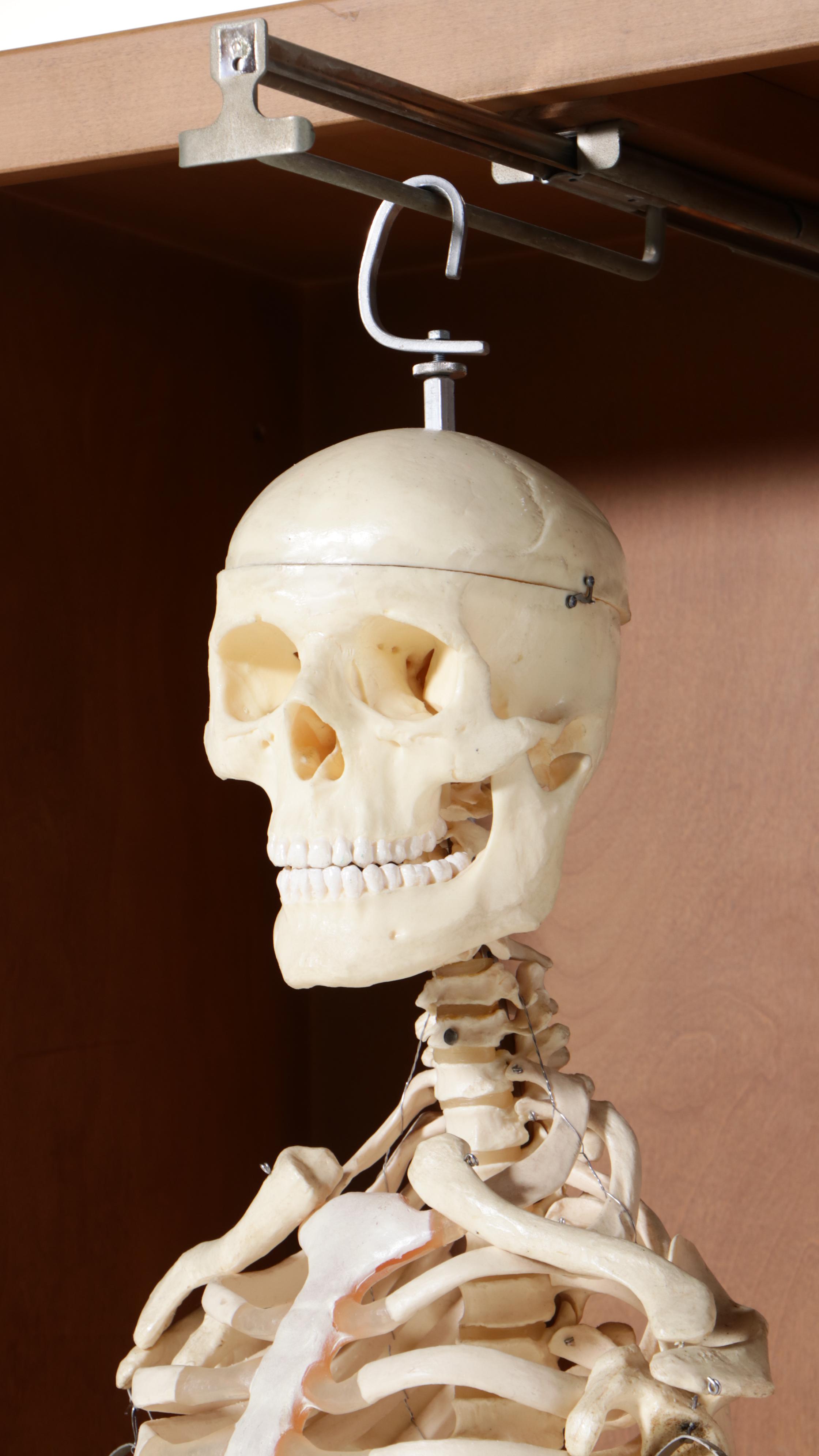Human Skeleton Model with Cabinet