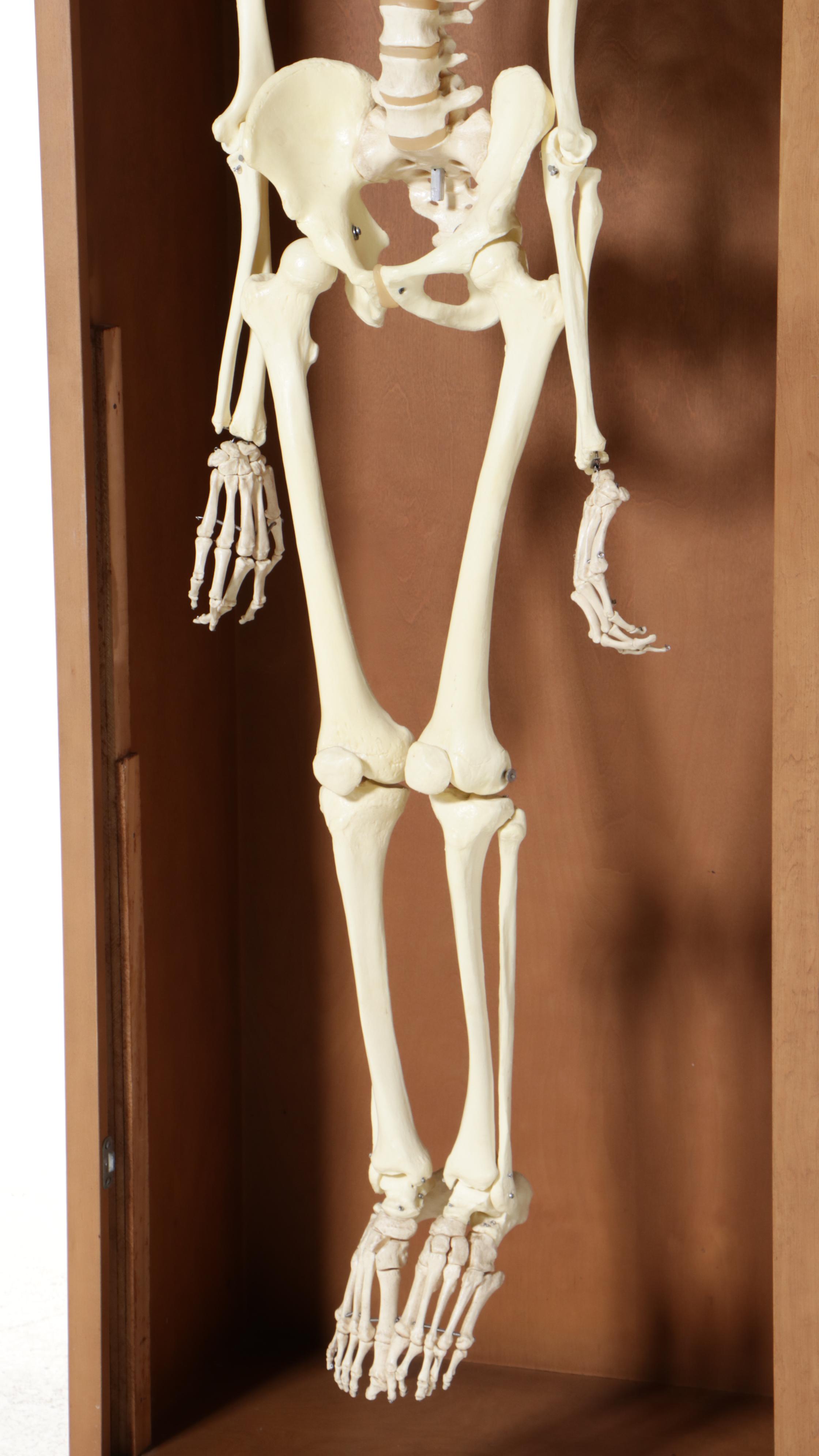 Human Skeleton Model with Cabinet