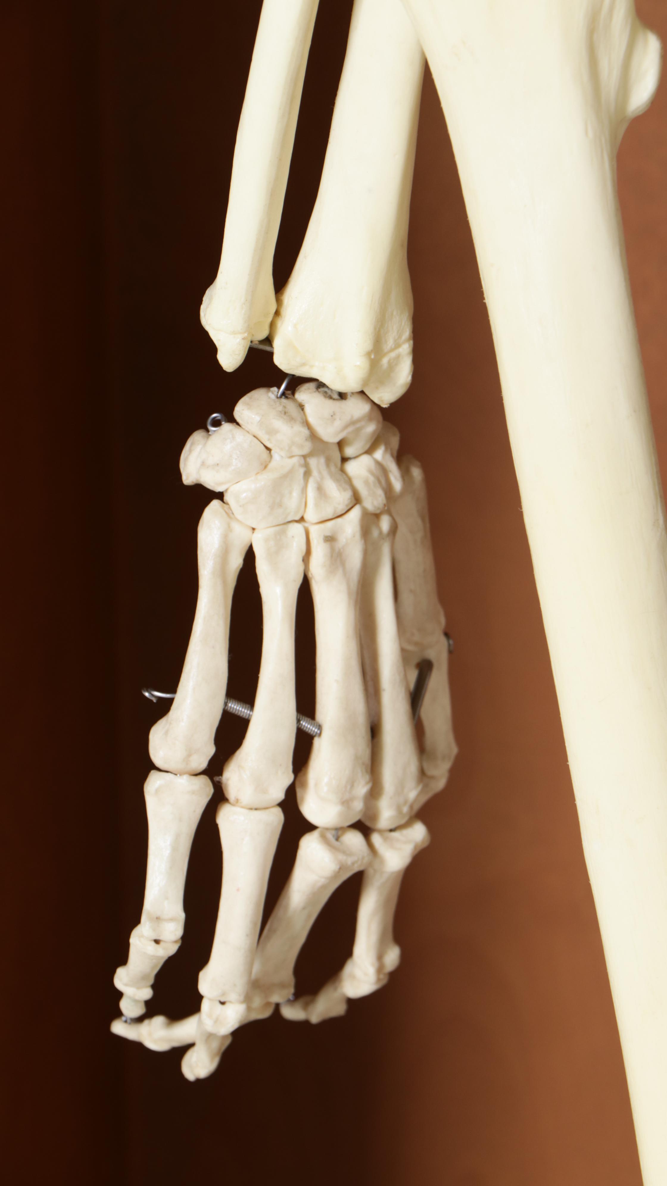 Human Skeleton Model with Cabinet