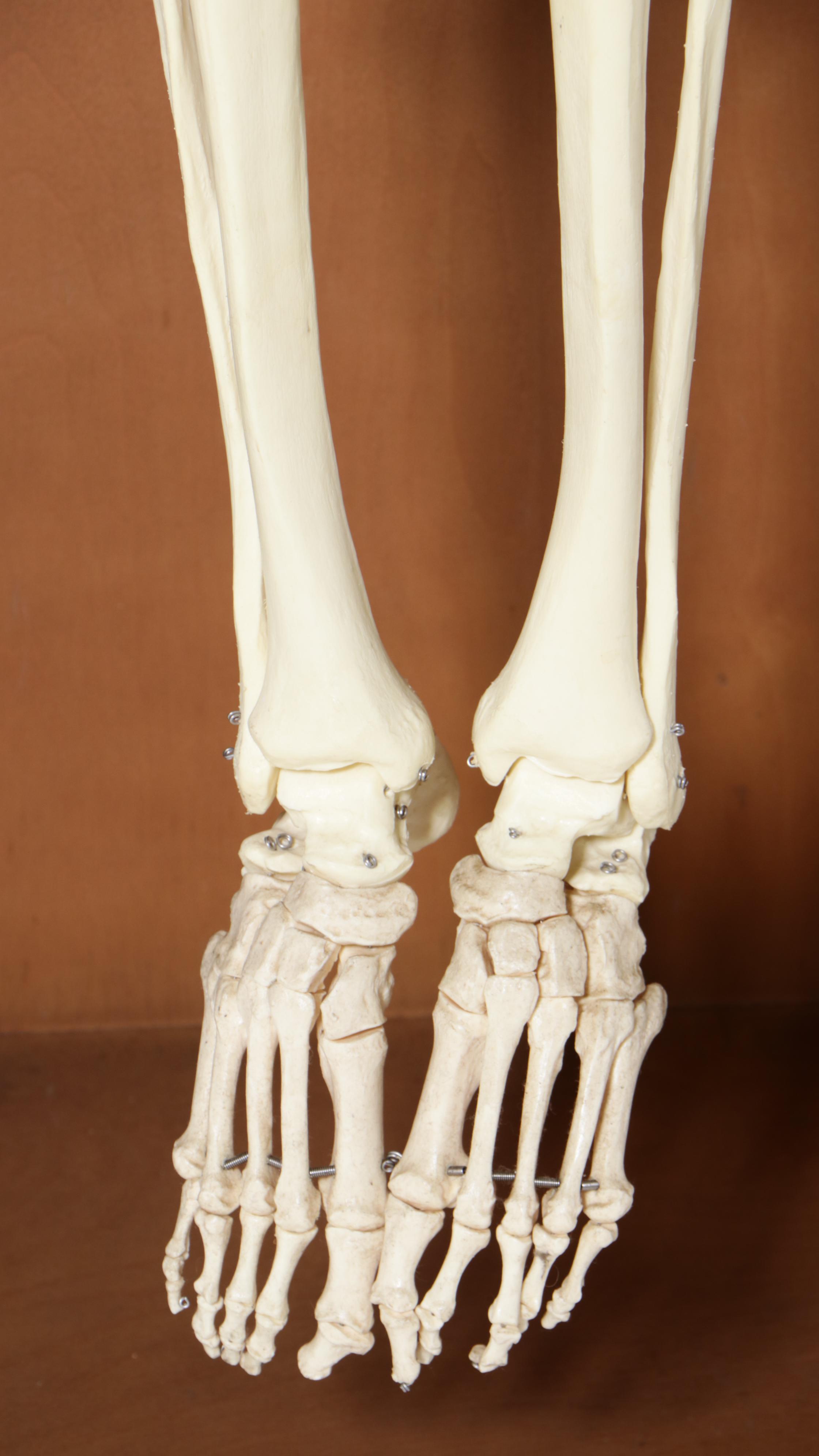 Human Skeleton Model with Cabinet