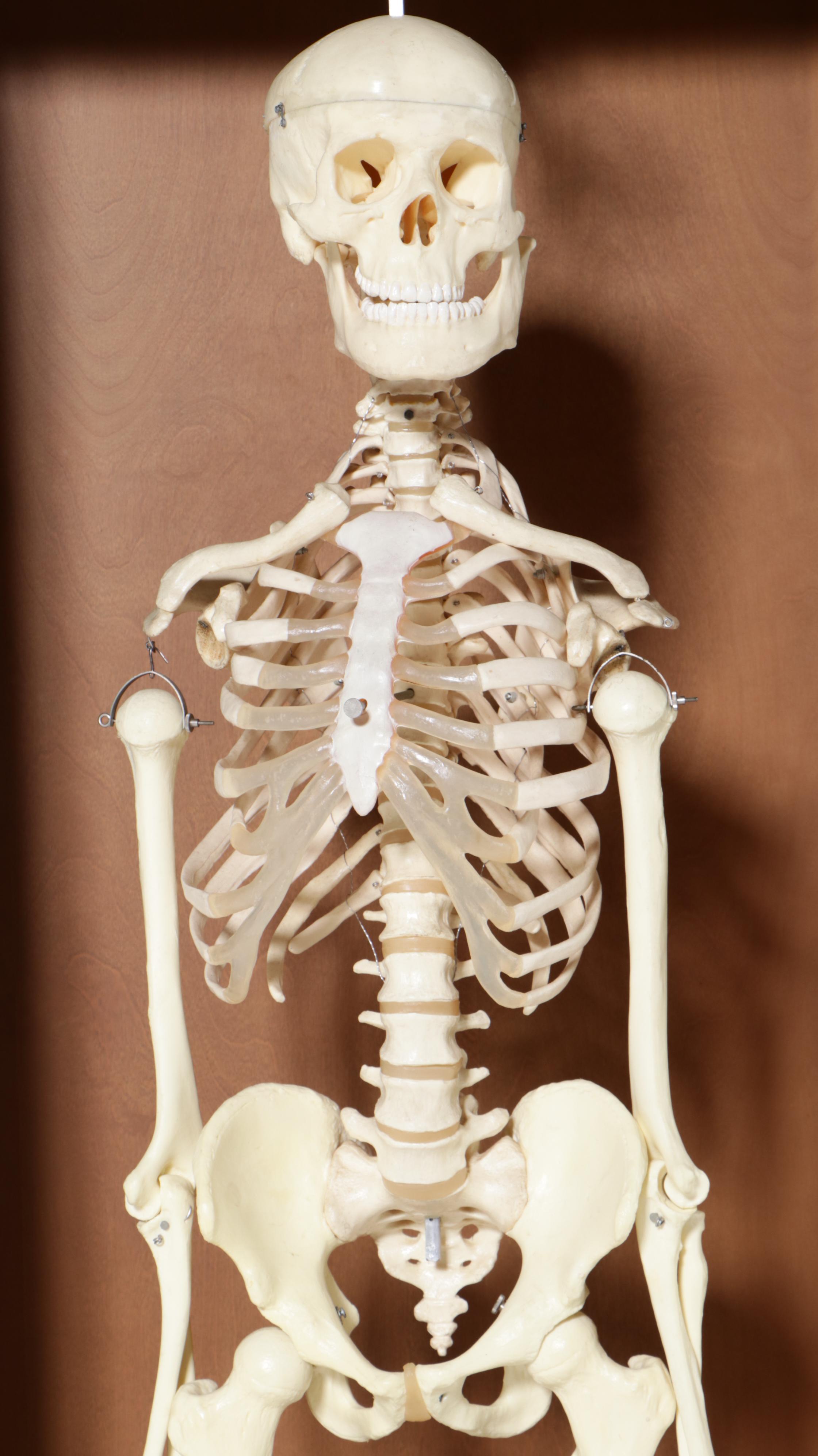 Human Skeleton Model with Cabinet