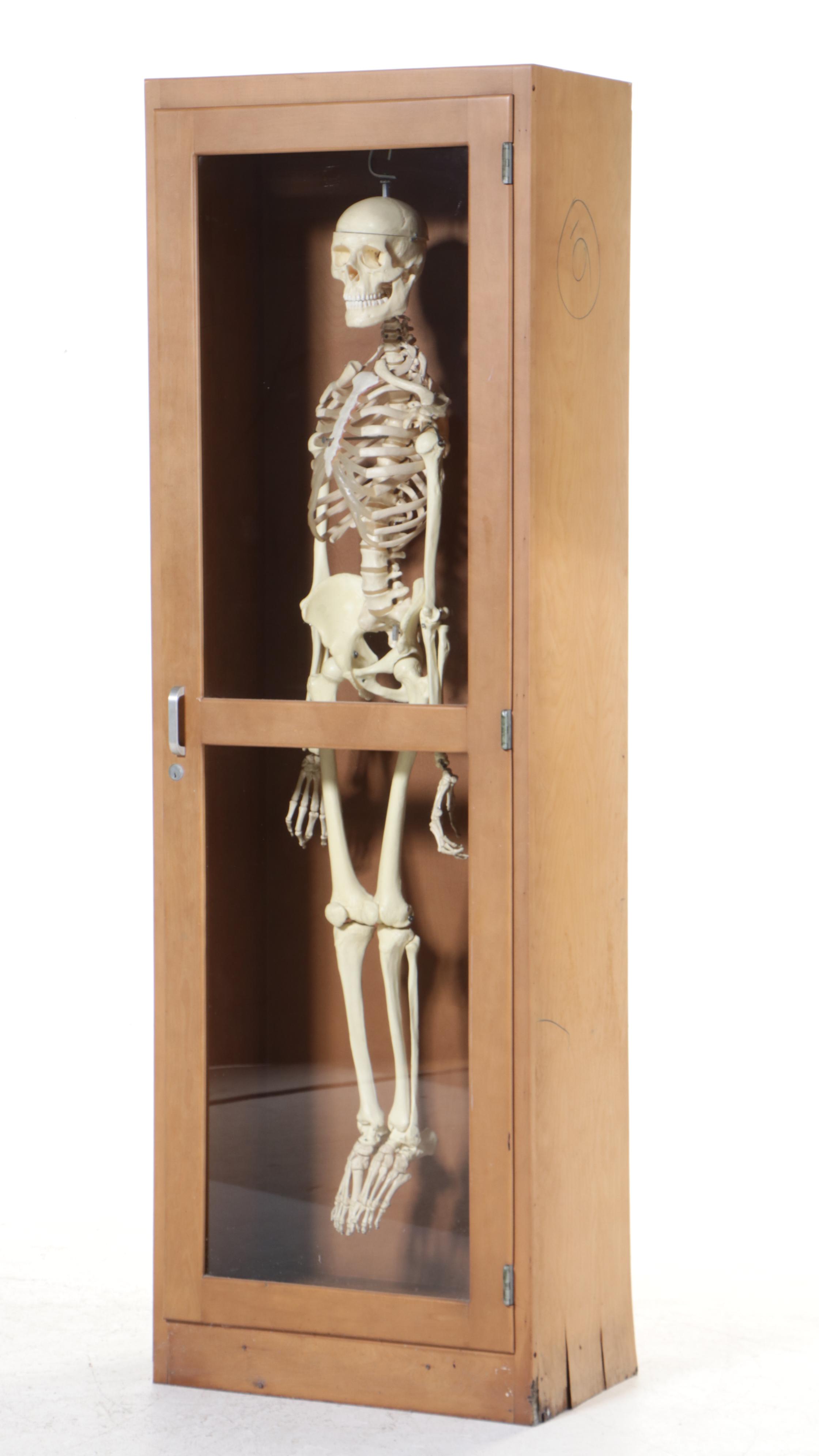 Human Skeleton Model with Cabinet