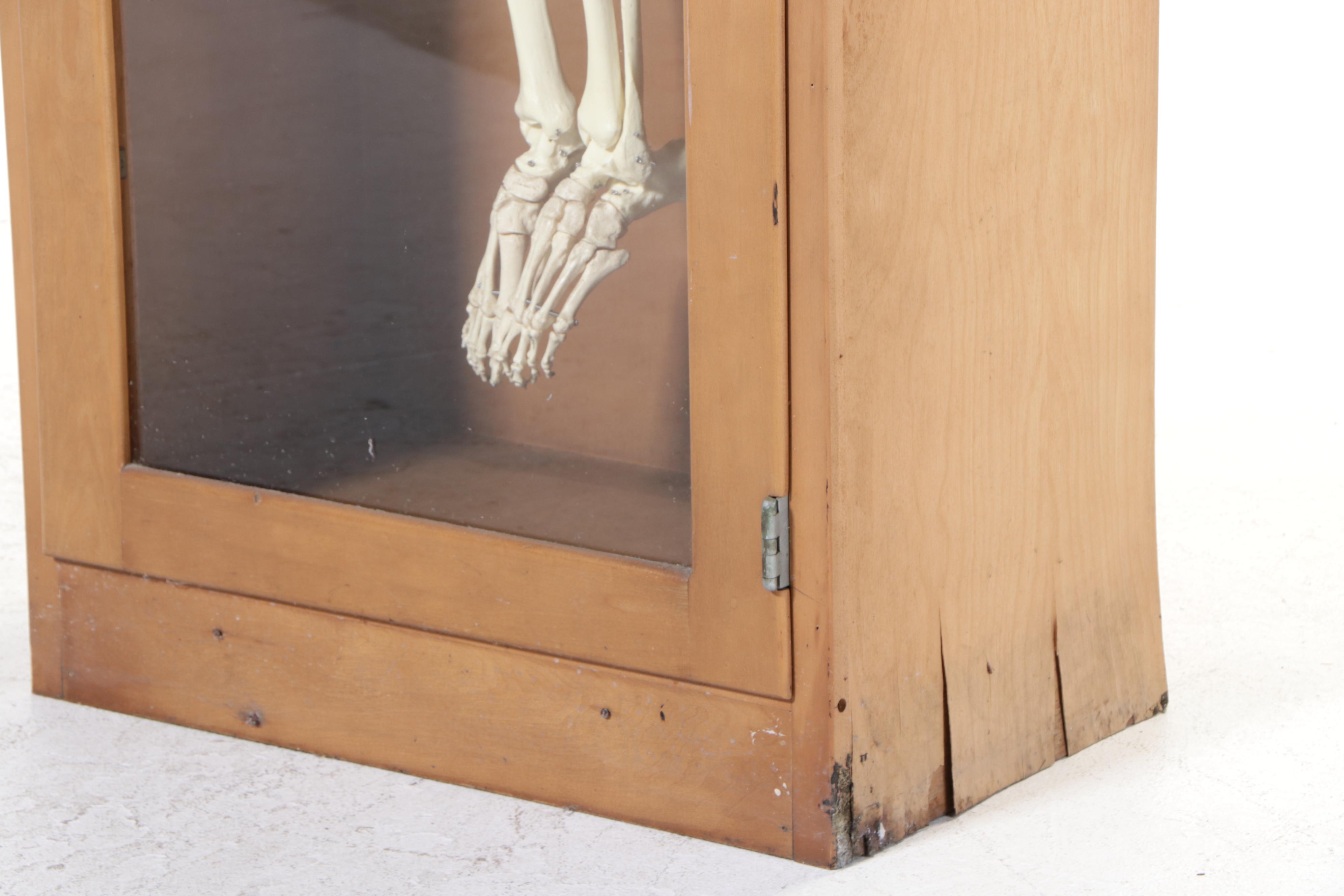 Human Skeleton Model with Cabinet