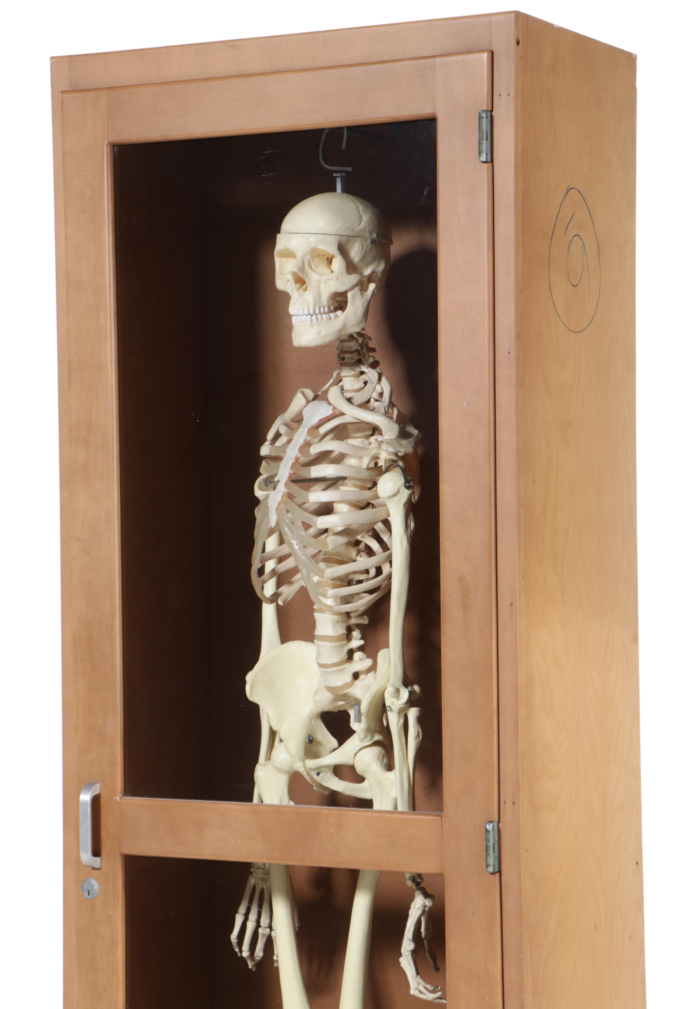 Human Skeleton Model with Cabinet