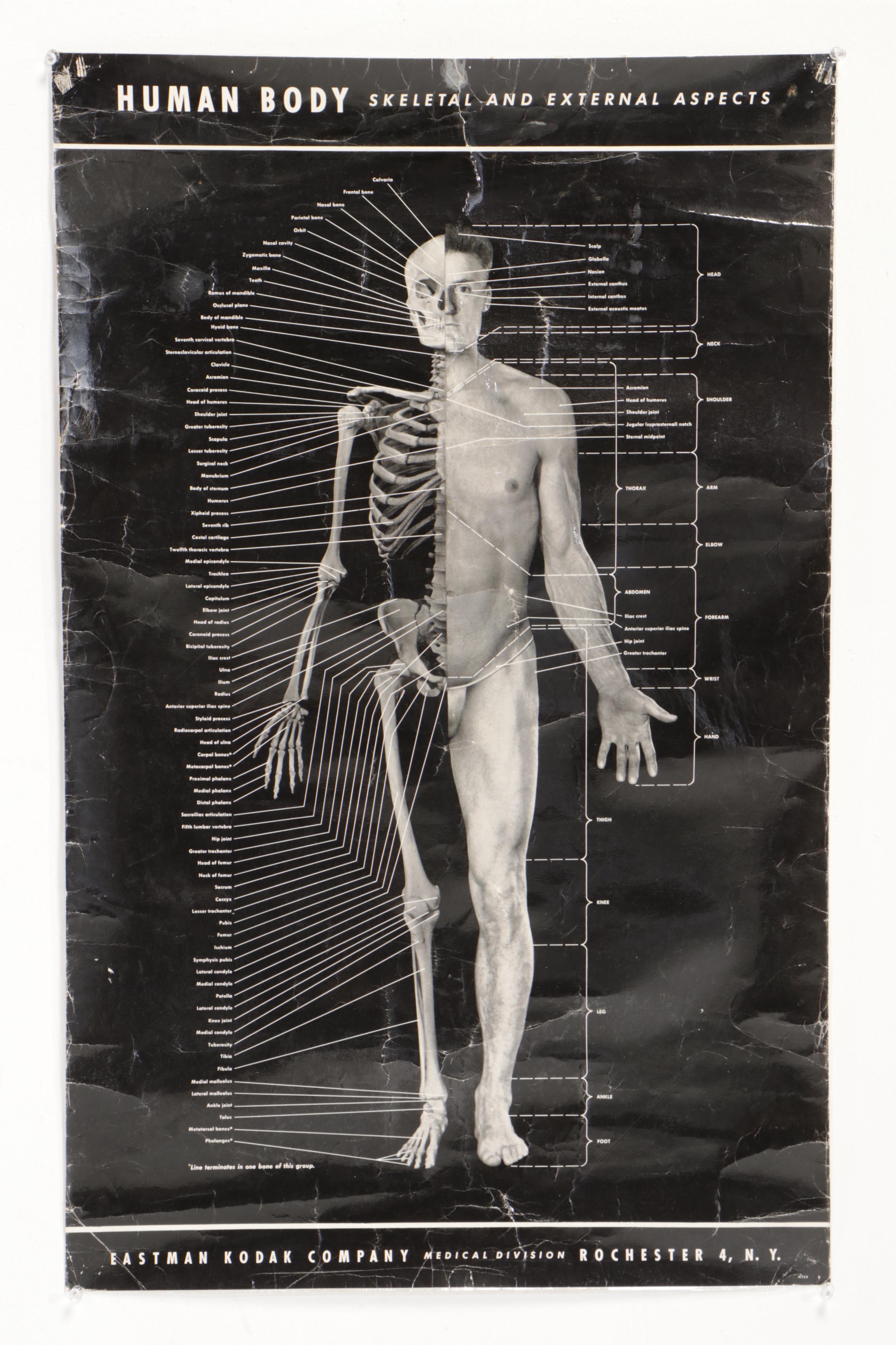Human Skeleton Model with Cabinet