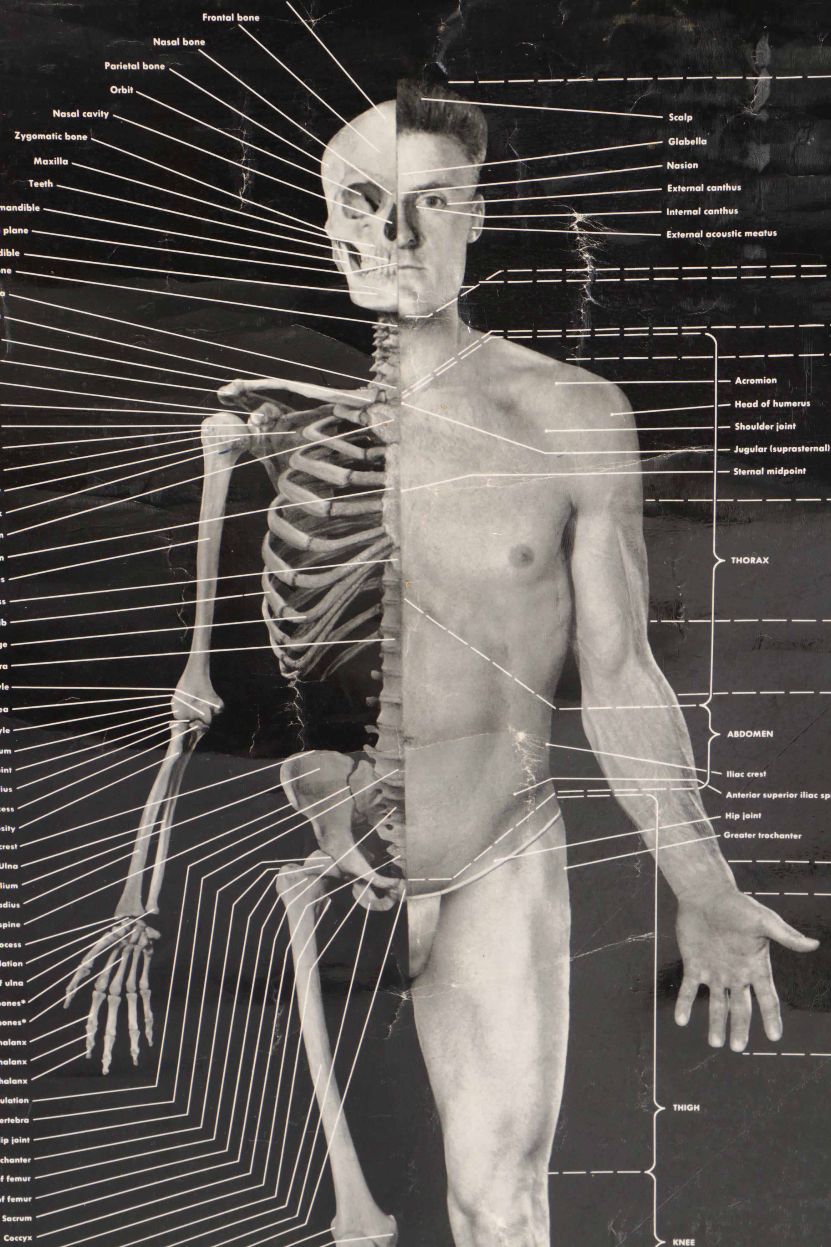 Human Skeleton Model with Cabinet