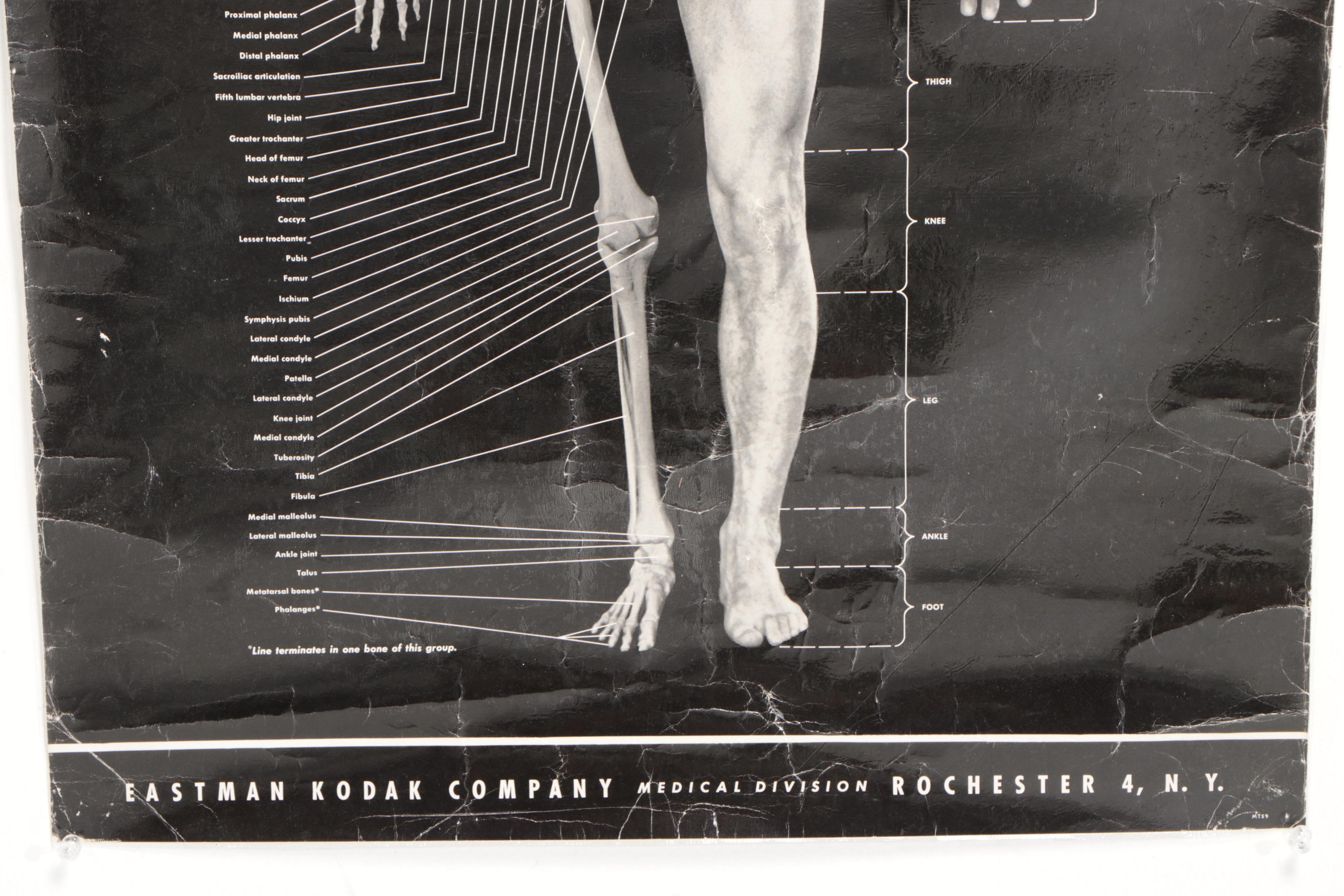 Human Skeleton Model with Cabinet