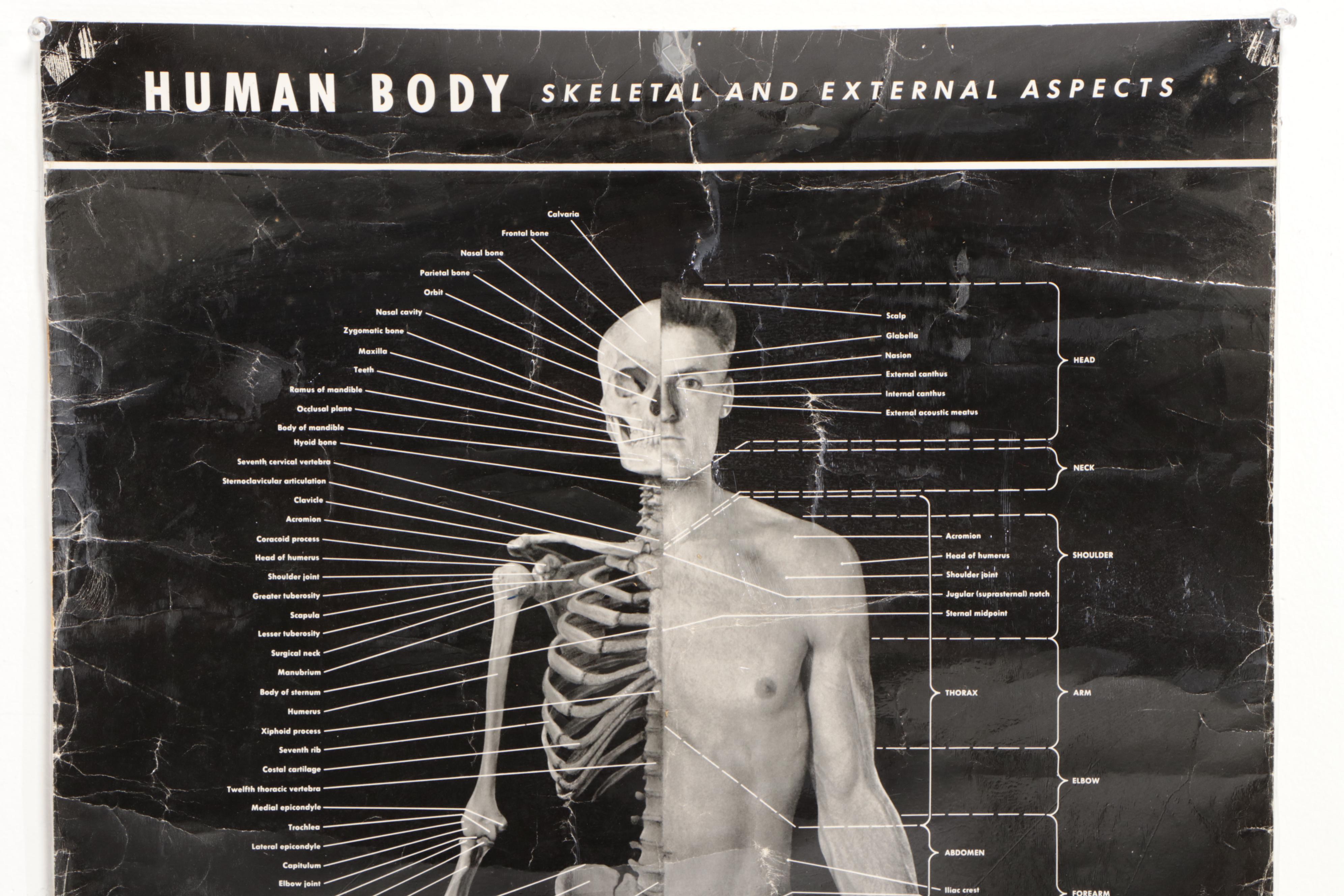 Human Skeleton Model with Cabinet