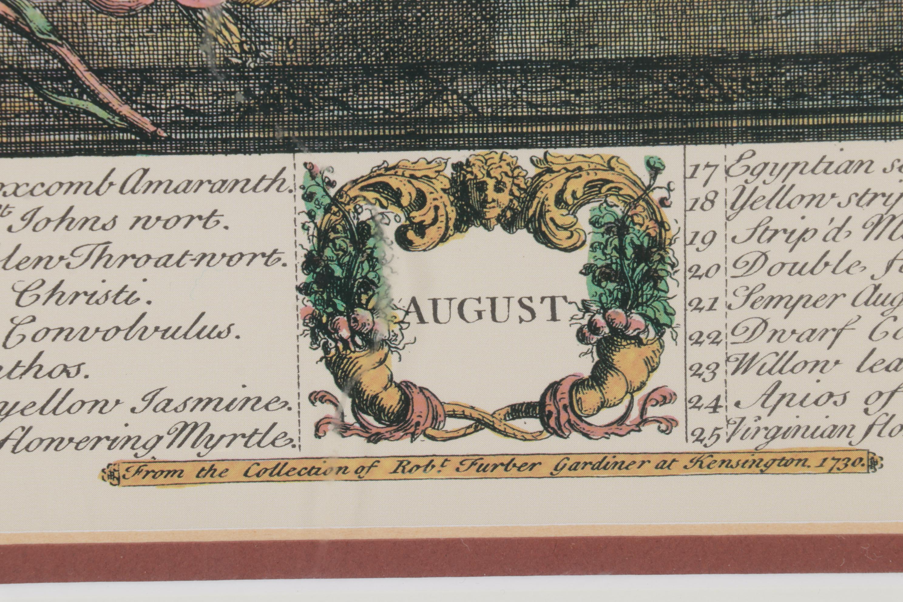 Botanical Print Offset Lithographs After Robert Furber Including "August"