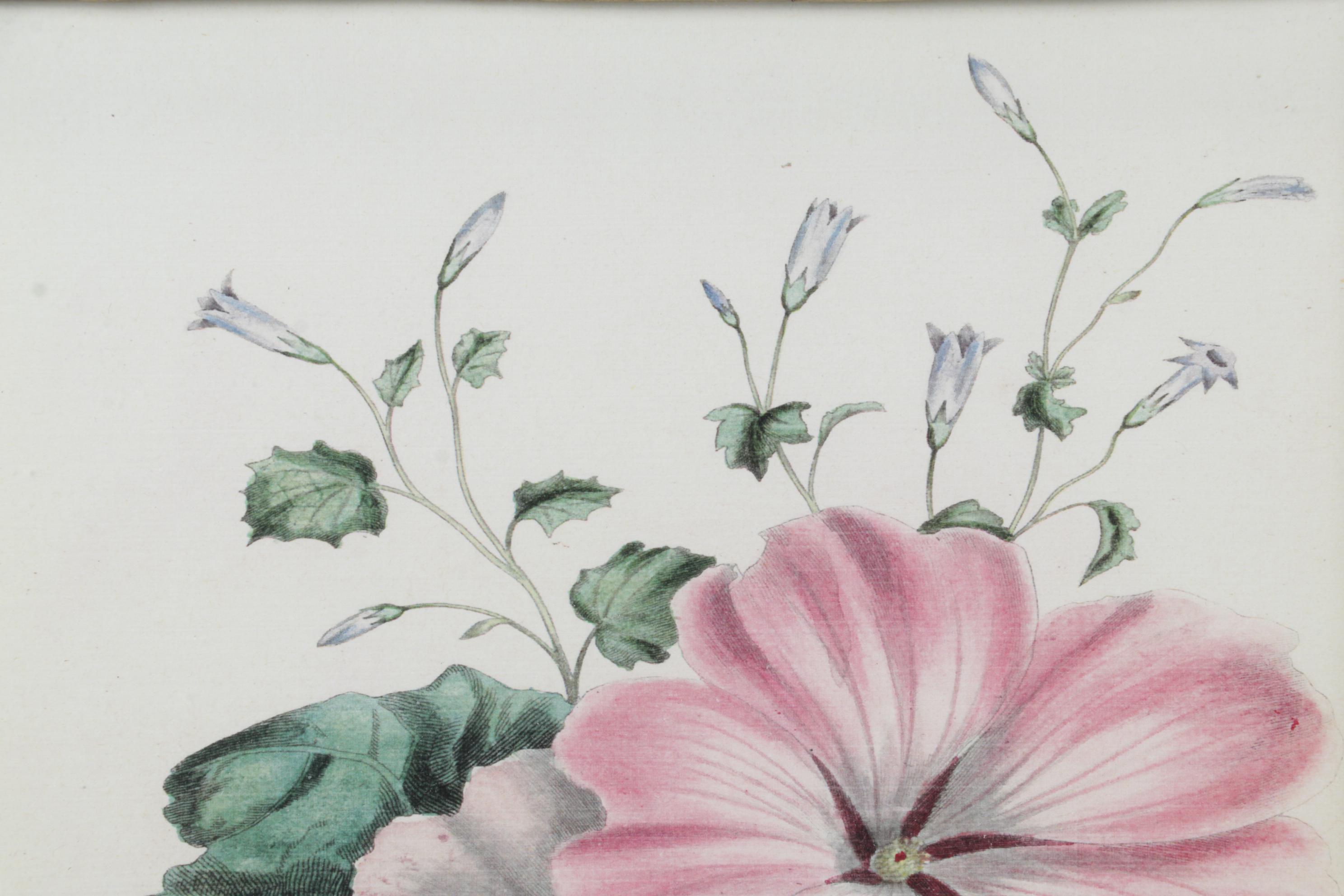 Botanical Print Offset Lithographs After Robert Furber Including "August"