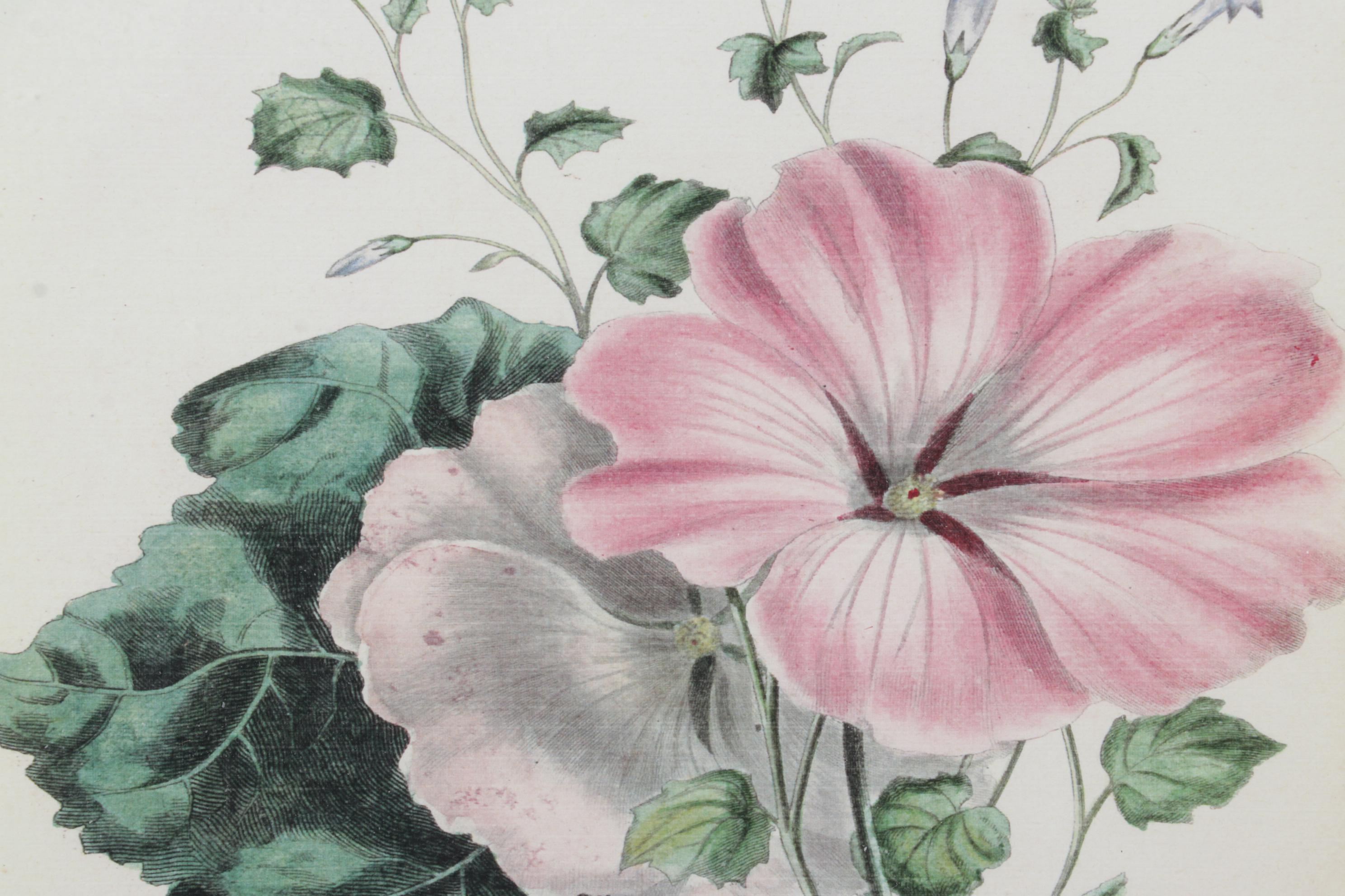 Botanical Print Offset Lithographs After Robert Furber Including "August"