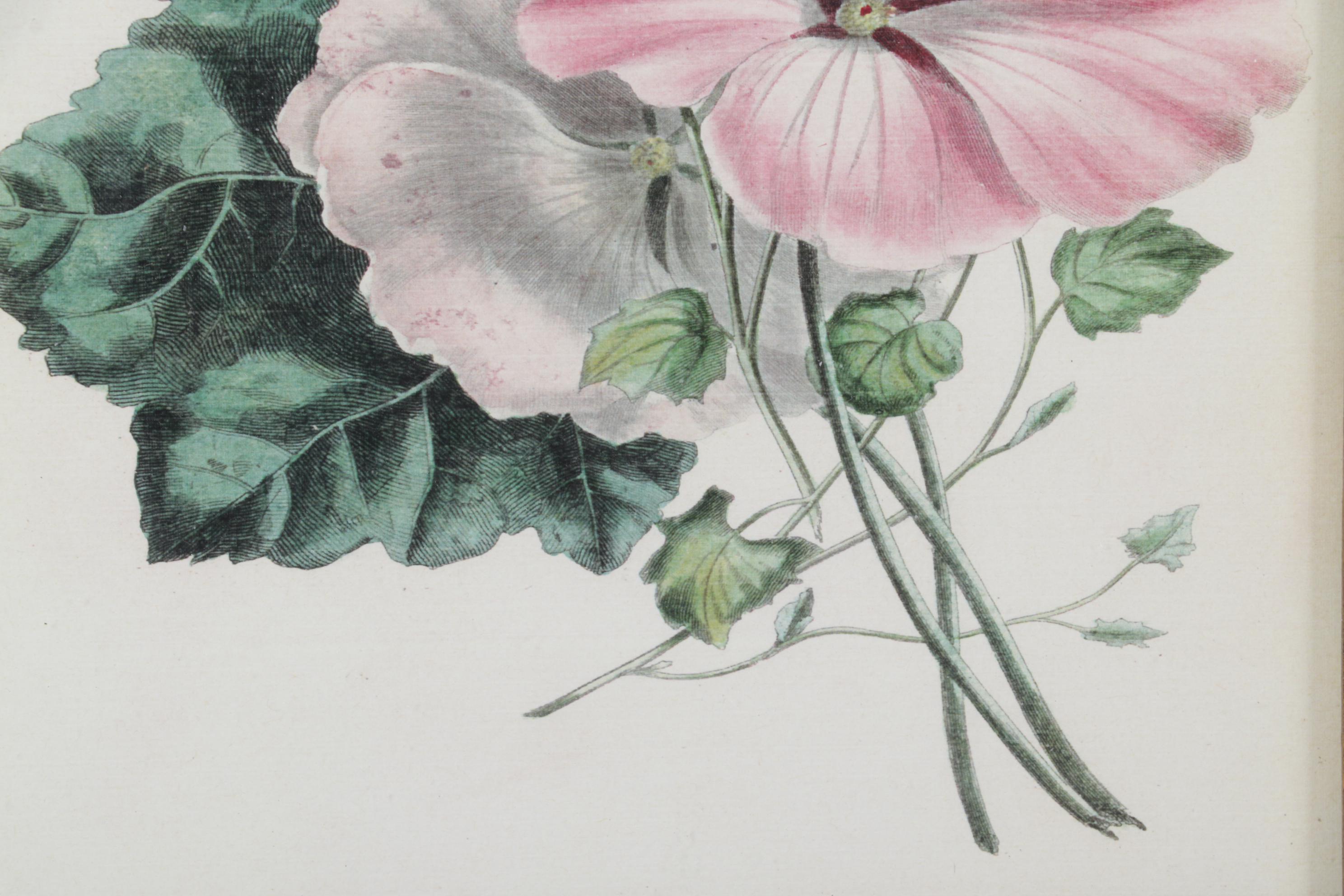 Botanical Print Offset Lithographs After Robert Furber Including "August"