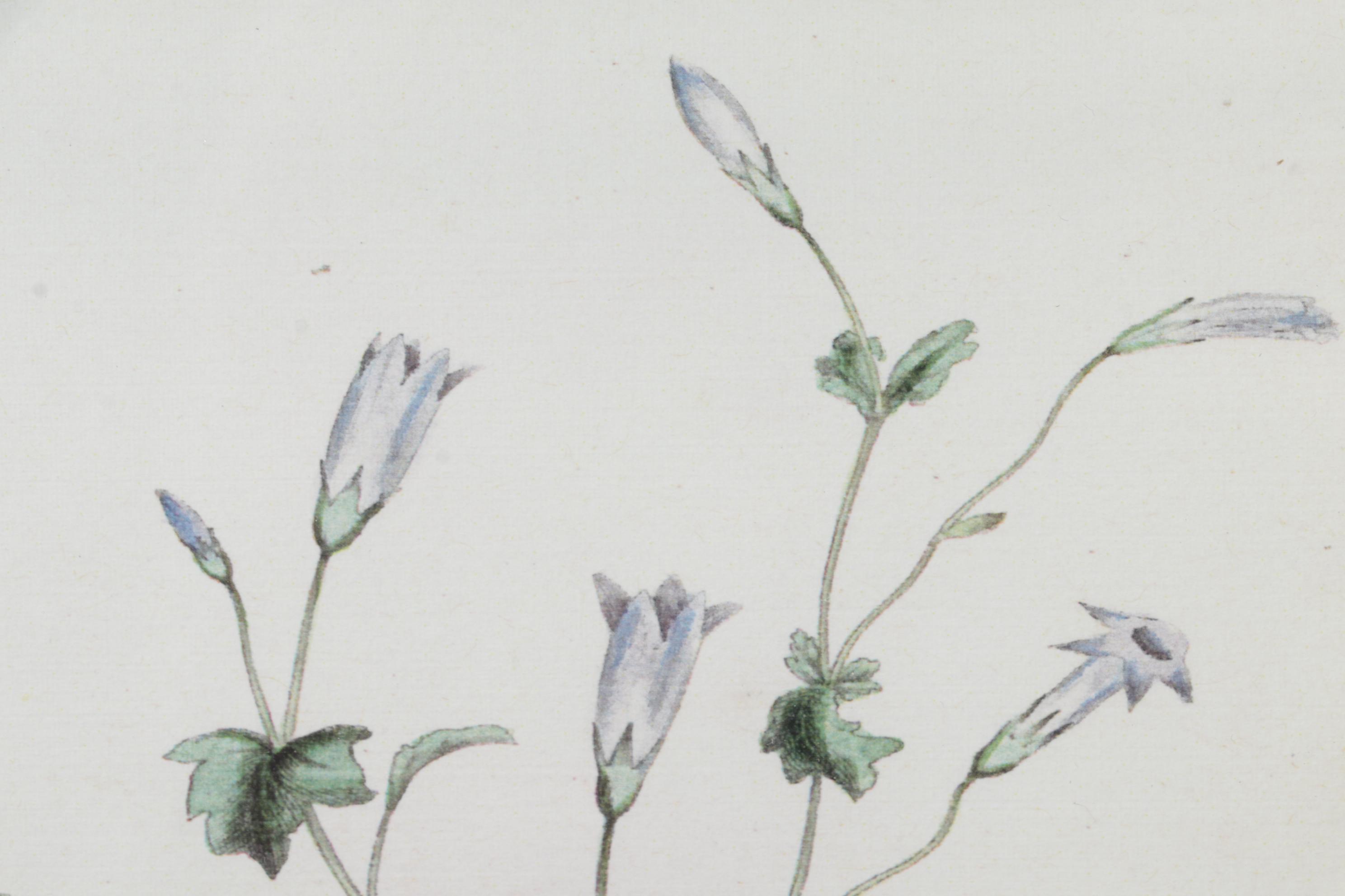 Botanical Print Offset Lithographs After Robert Furber Including "August"