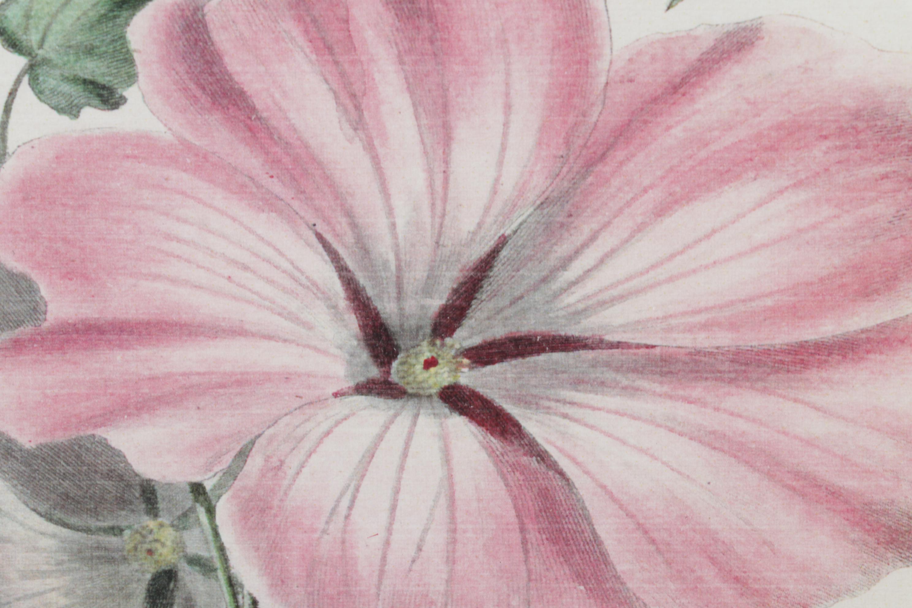 Botanical Print Offset Lithographs After Robert Furber Including "August"