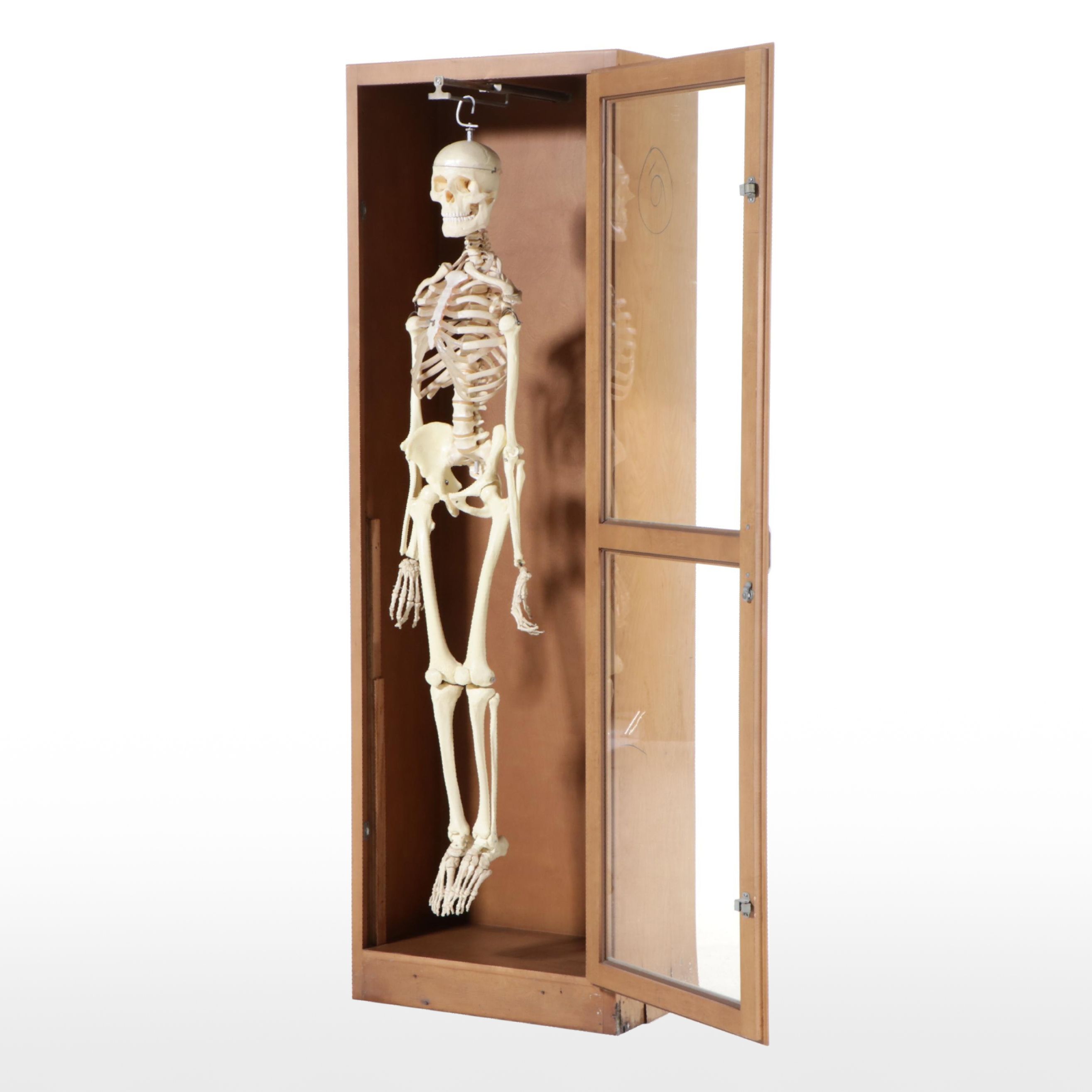 Human Skeleton Model with Cabinet