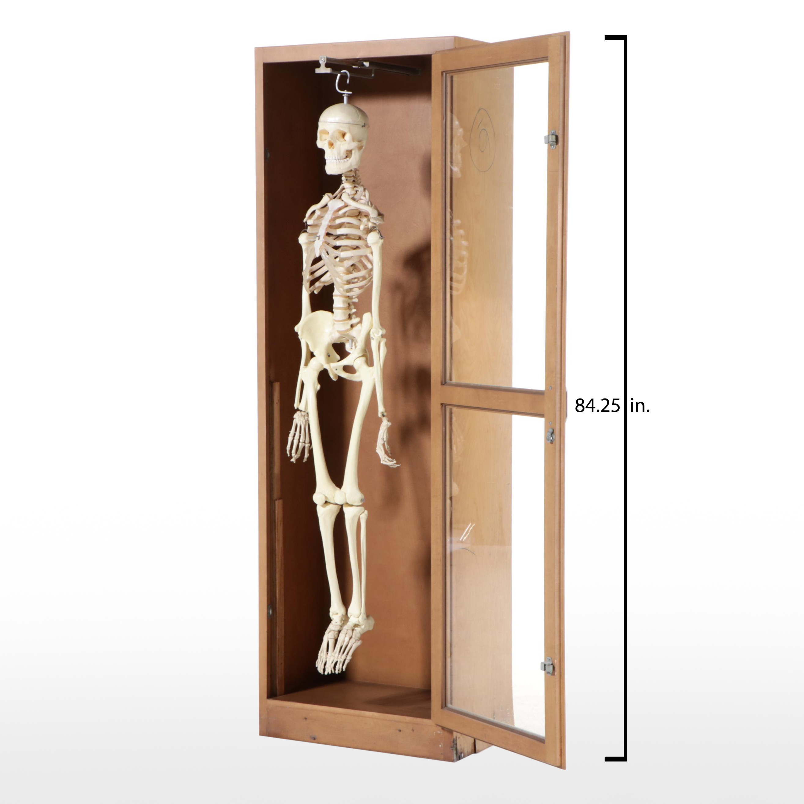 Human Skeleton Model with Cabinet