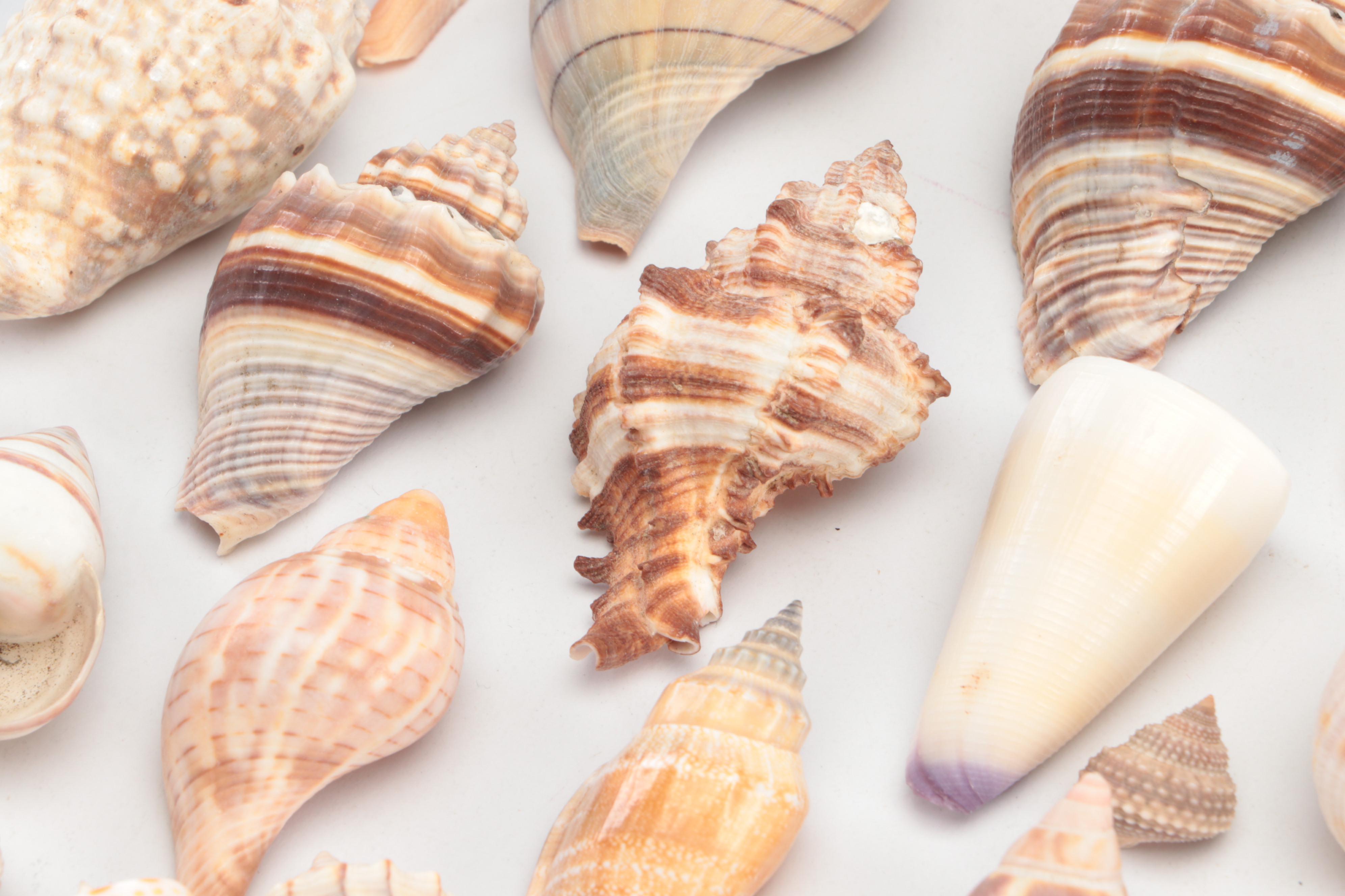 Spider Conchs, Lightning Whelks, Cones, Murex and More Sea Shells