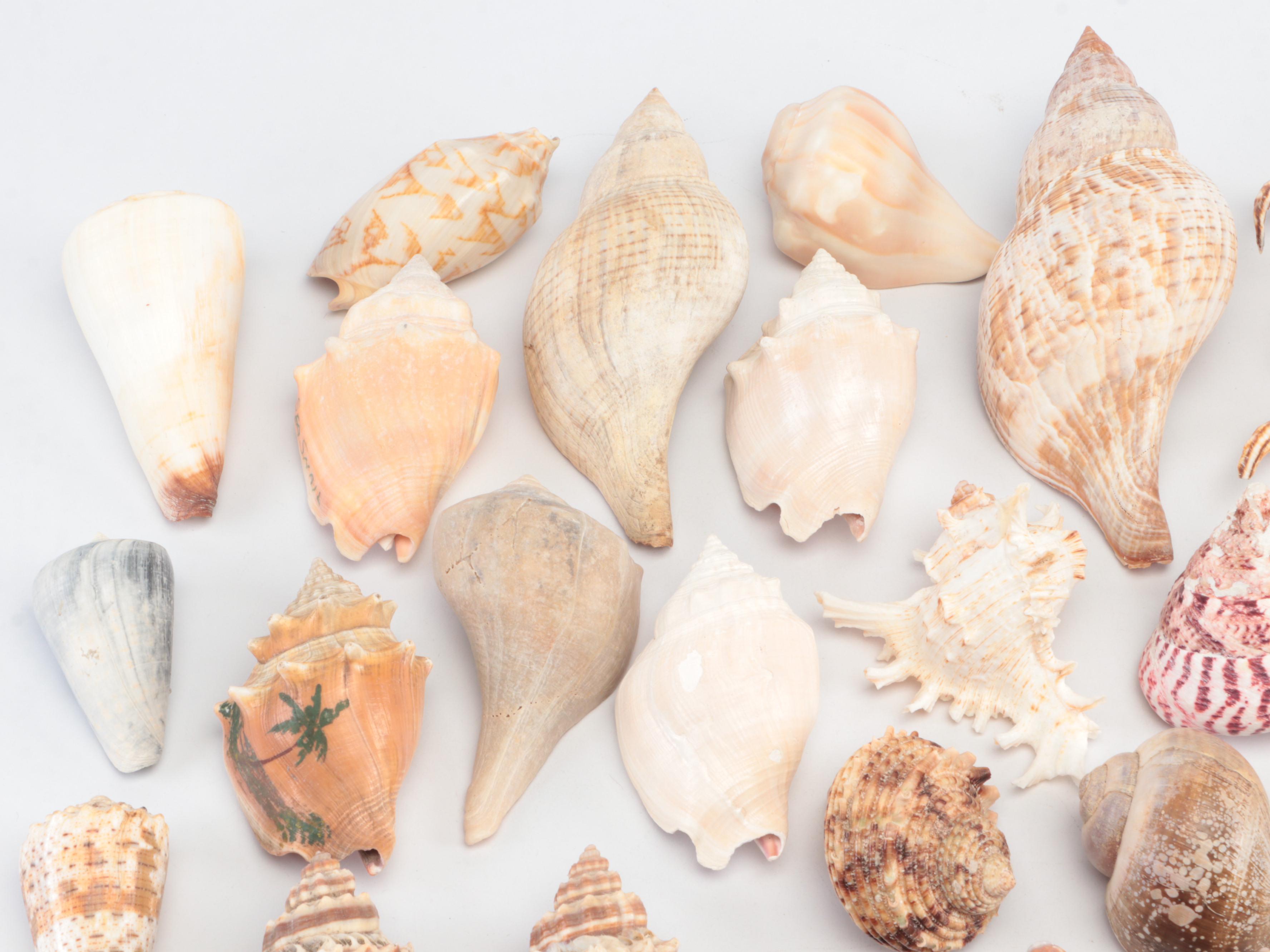 Spider Conchs, Lightning Whelks, Cones, Murex and More Sea Shells