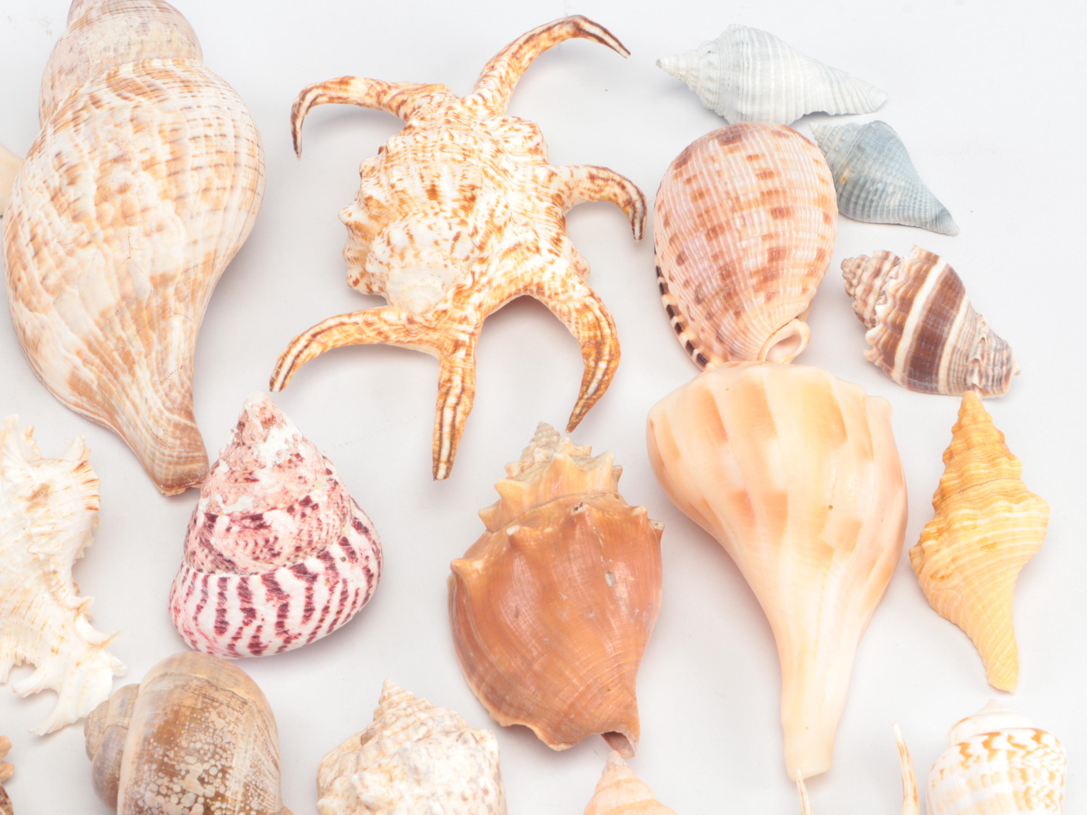 Spider Conchs, Lightning Whelks, Cones, Murex and More Sea Shells