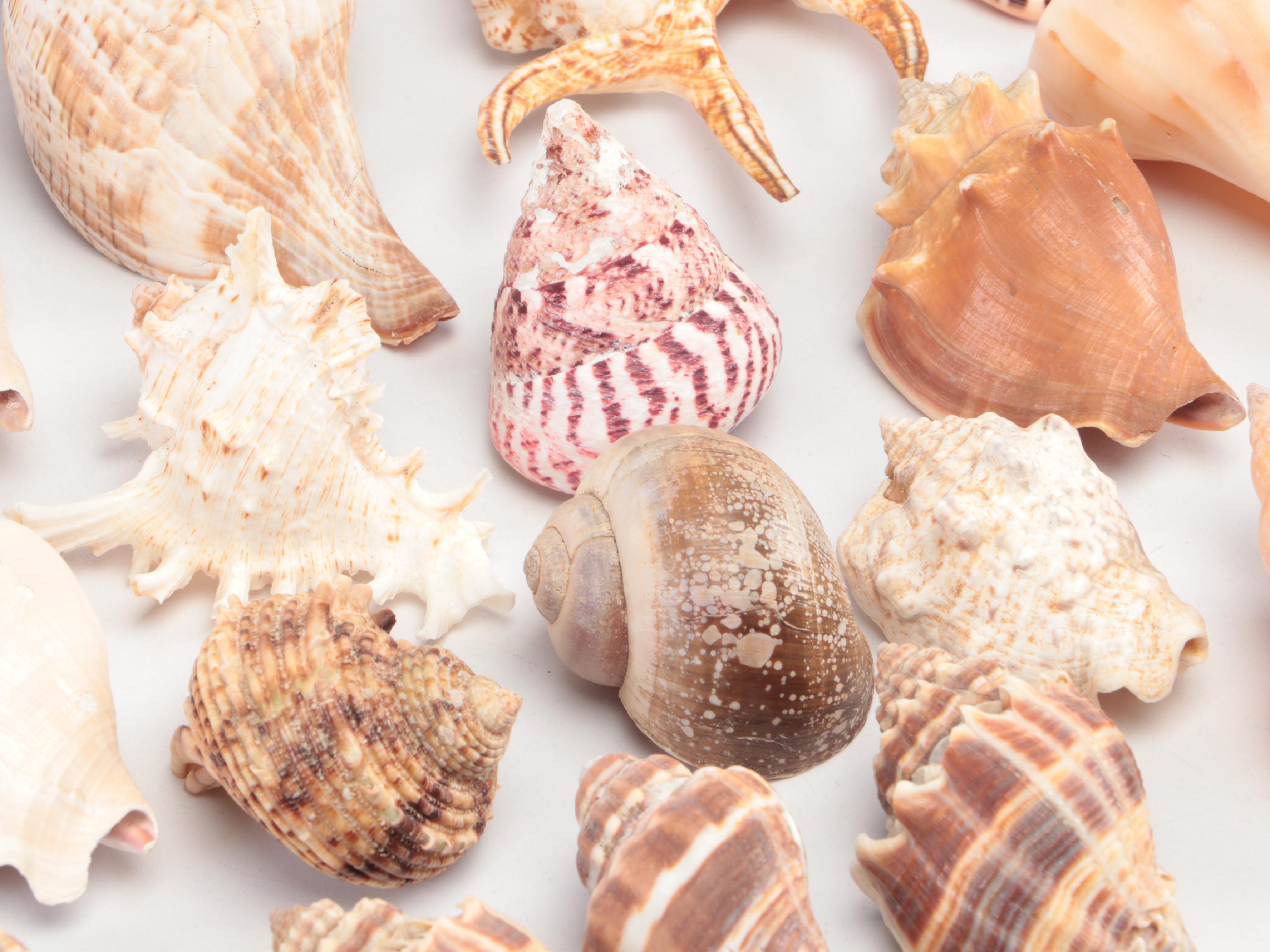 Spider Conchs, Lightning Whelks, Cones, Murex and More Sea Shells