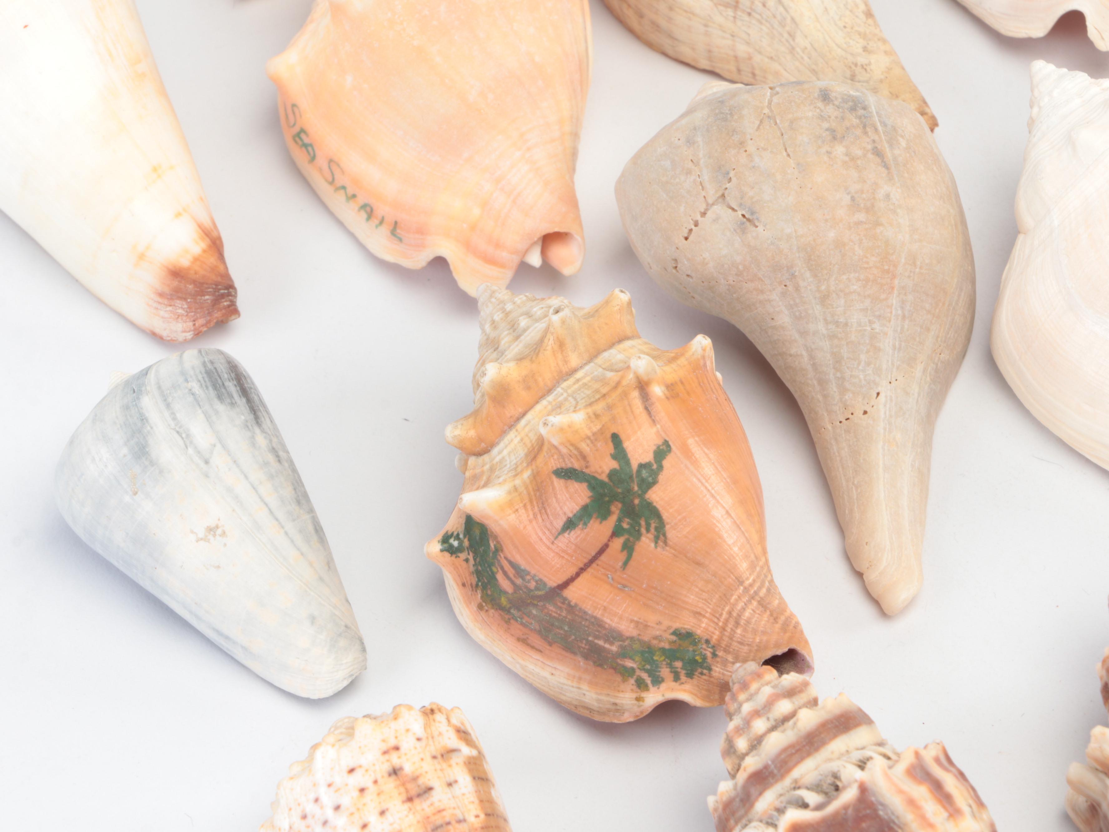 Spider Conchs, Lightning Whelks, Cones, Murex and More Sea Shells