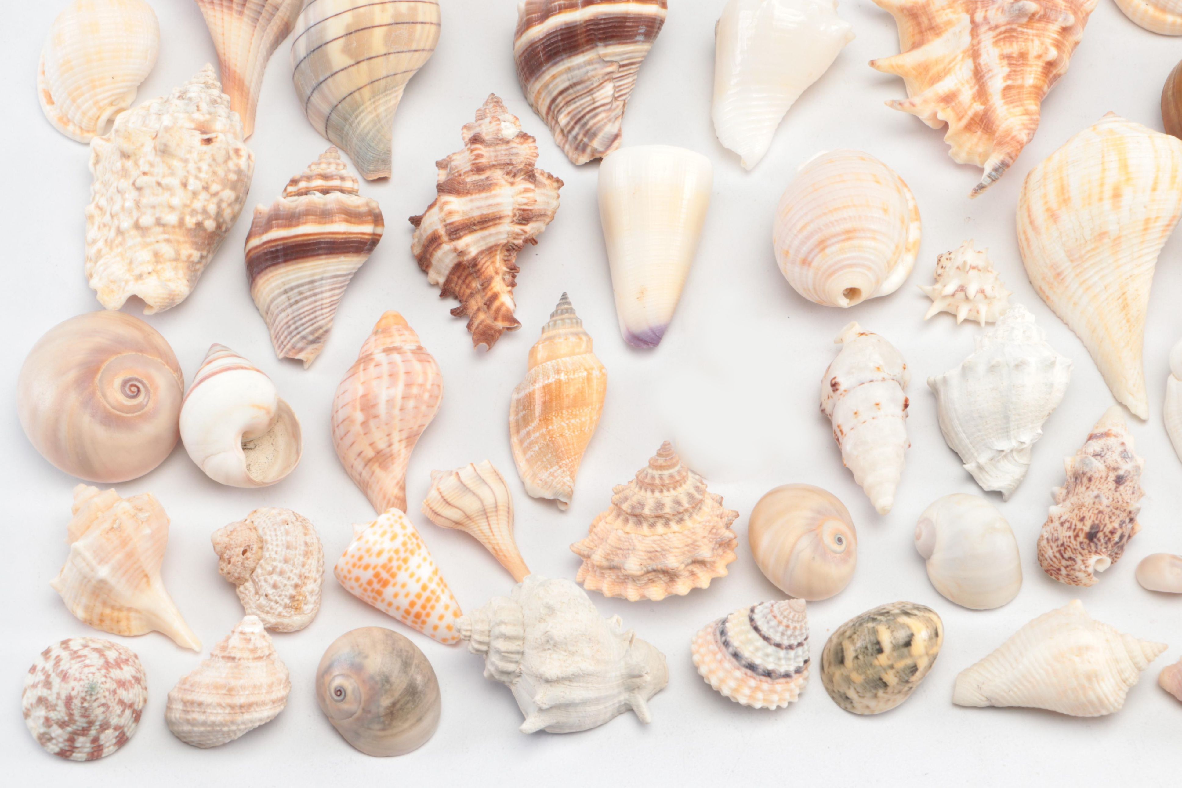 Spider Conchs, Lightning Whelks, Cones, Murex and More Sea Shells