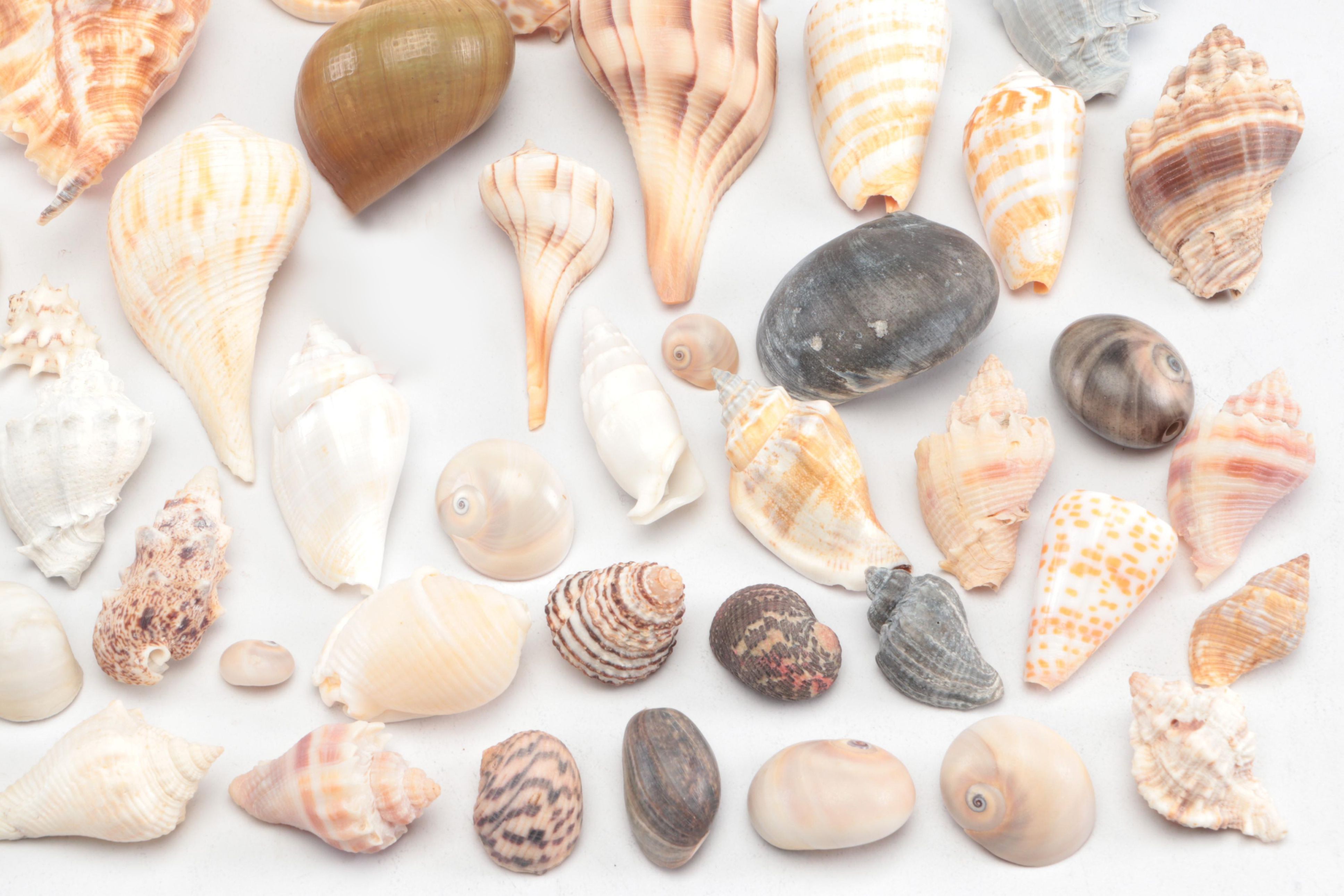 Spider Conchs, Lightning Whelks, Cones, Murex and More Sea Shells