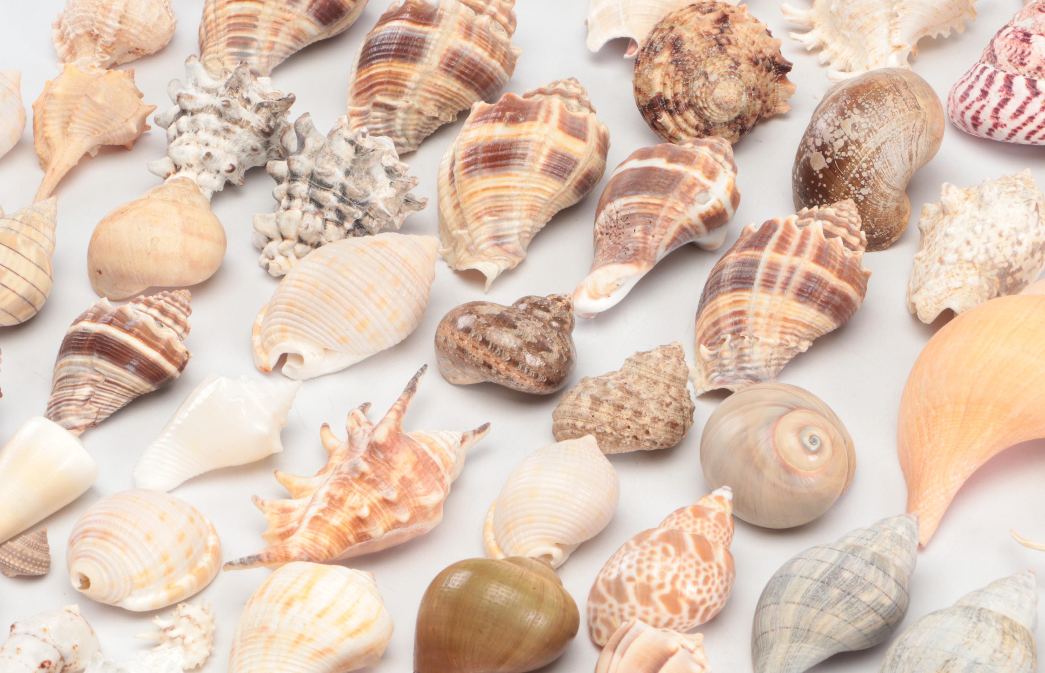 Spider Conchs, Lightning Whelks, Cones, Murex and More Sea Shells