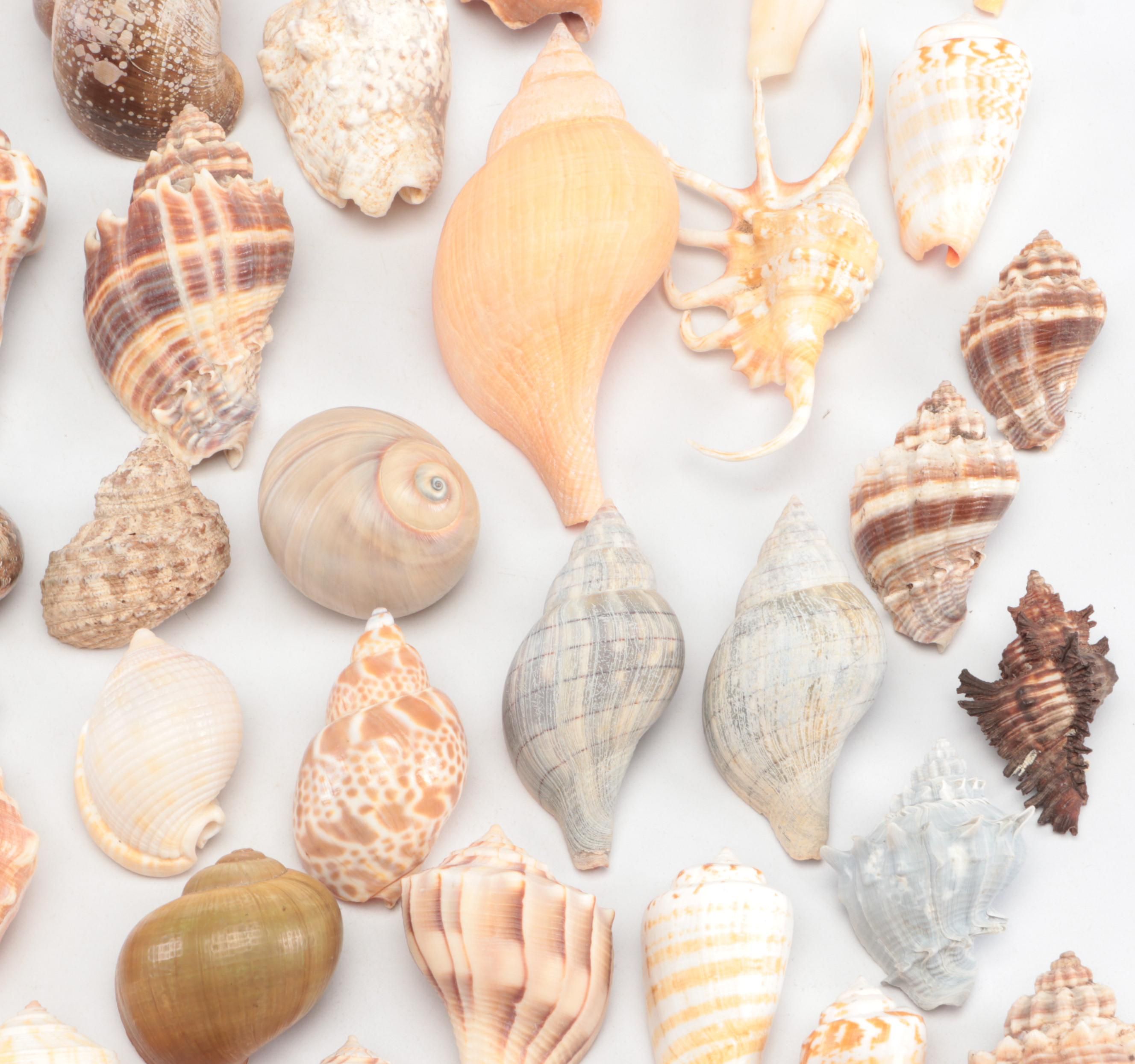 Spider Conchs, Lightning Whelks, Cones, Murex and More Sea Shells