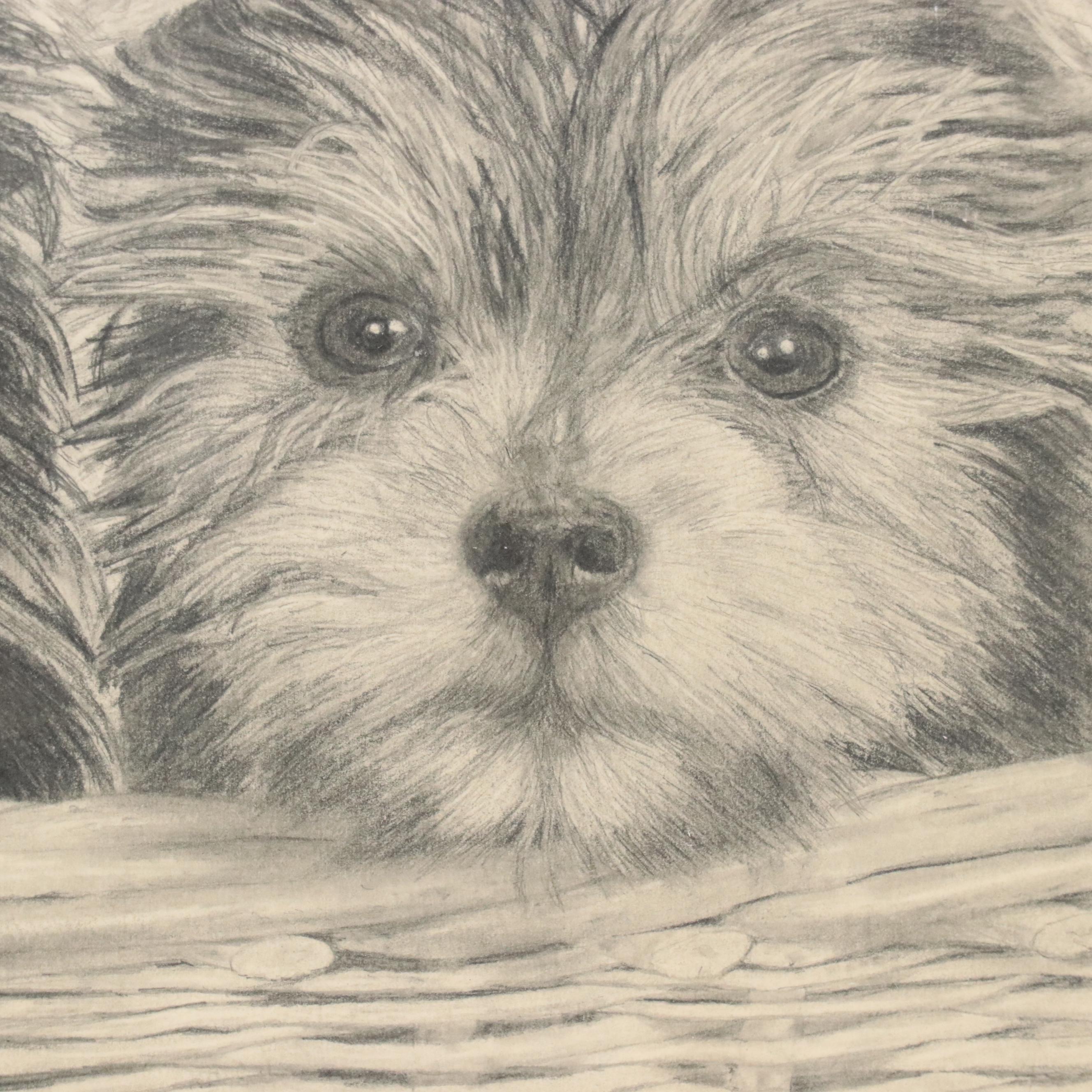 Graphite Drawing of Yorkie Puppies, 1980